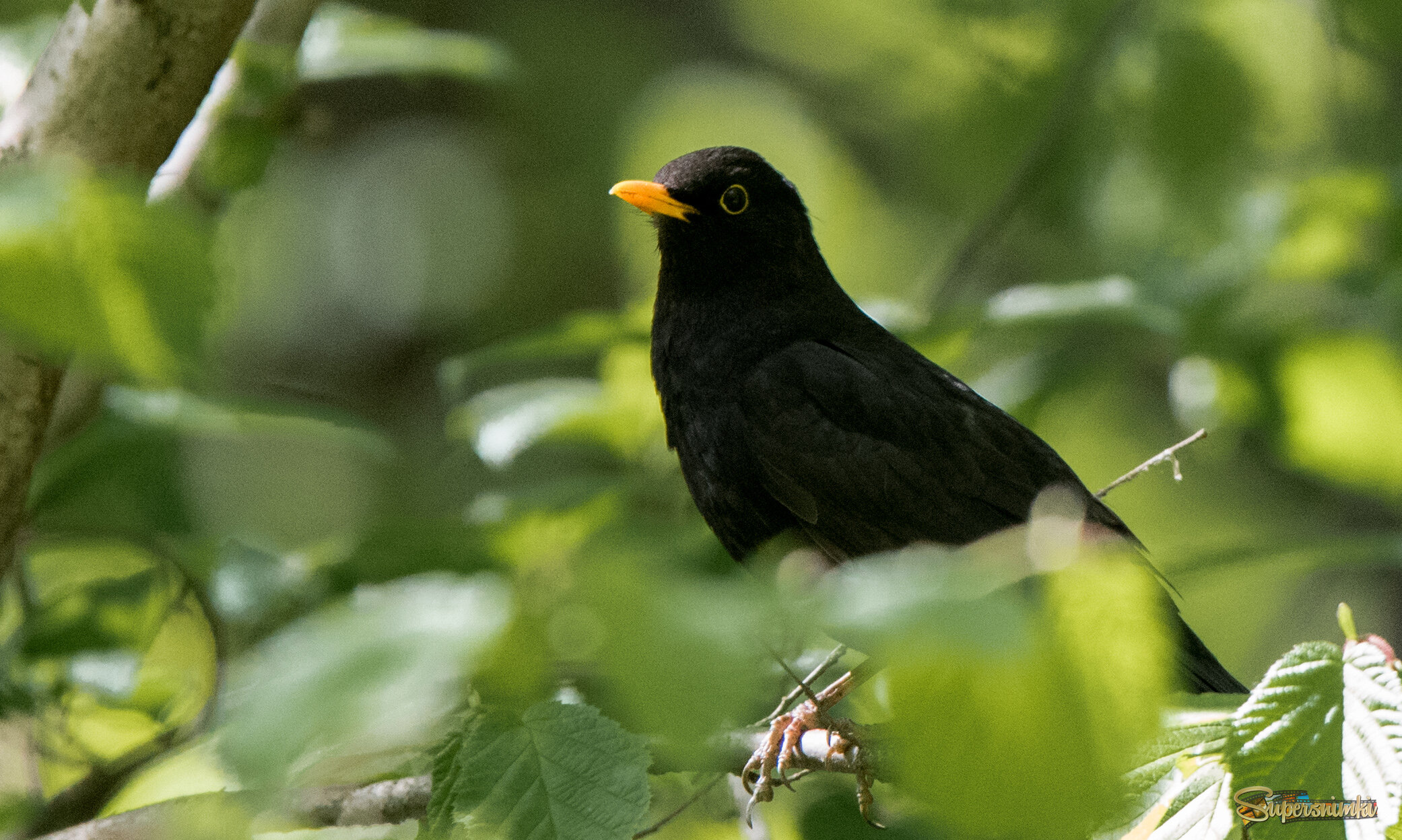 Черный дрозд.