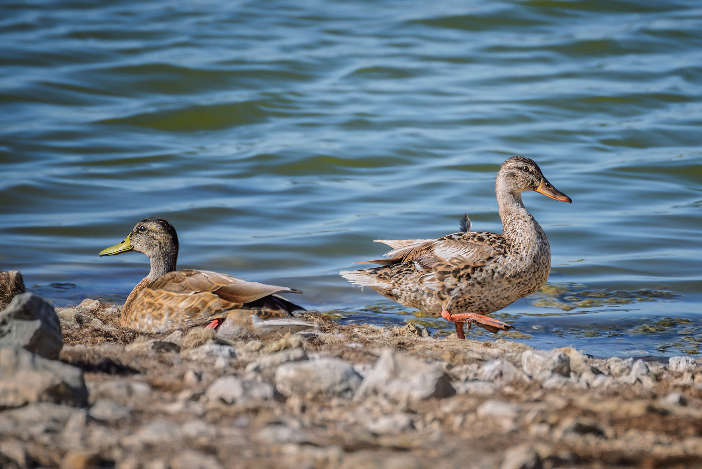 Просто мимо прохожу...