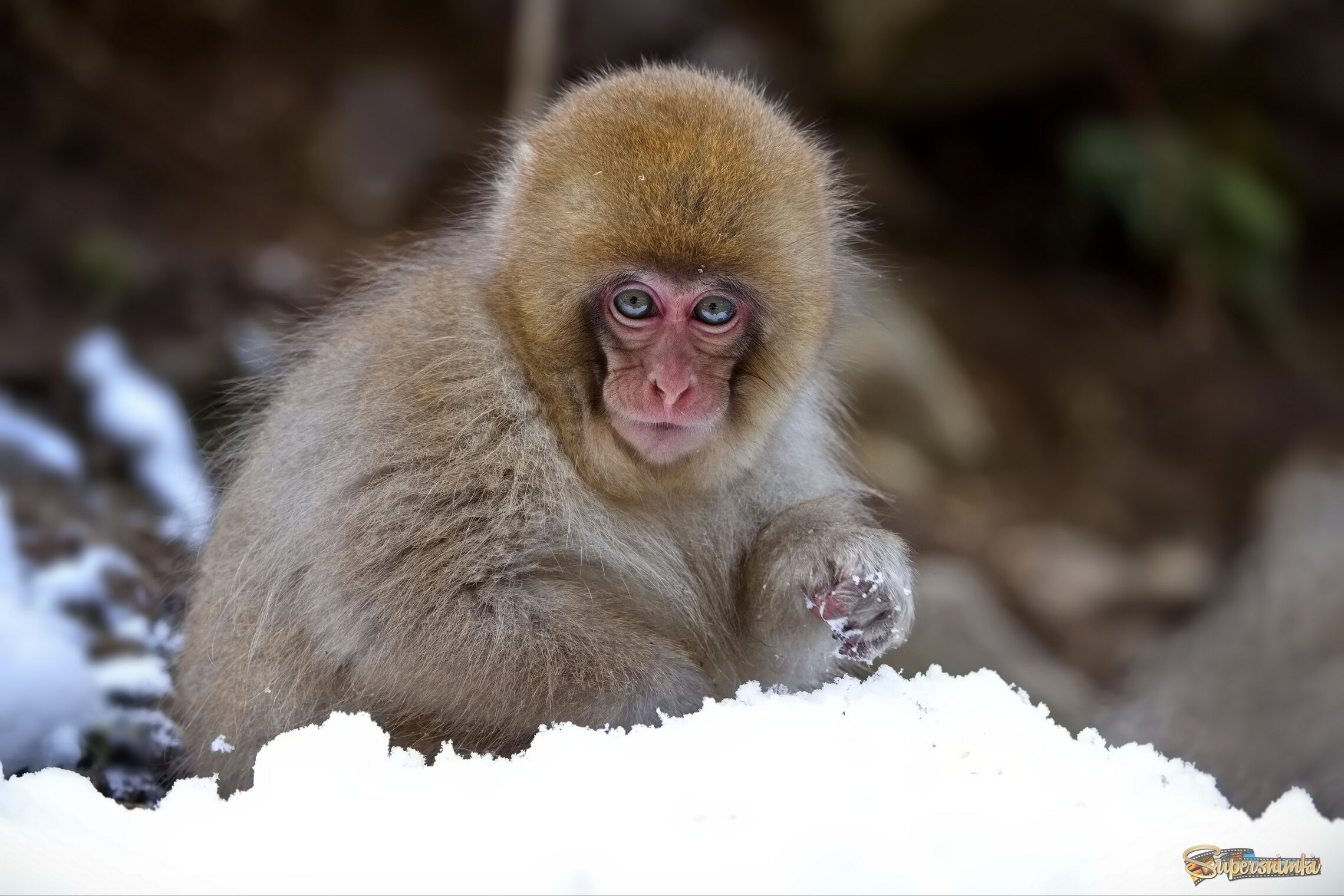 Поиграем в снежки?)