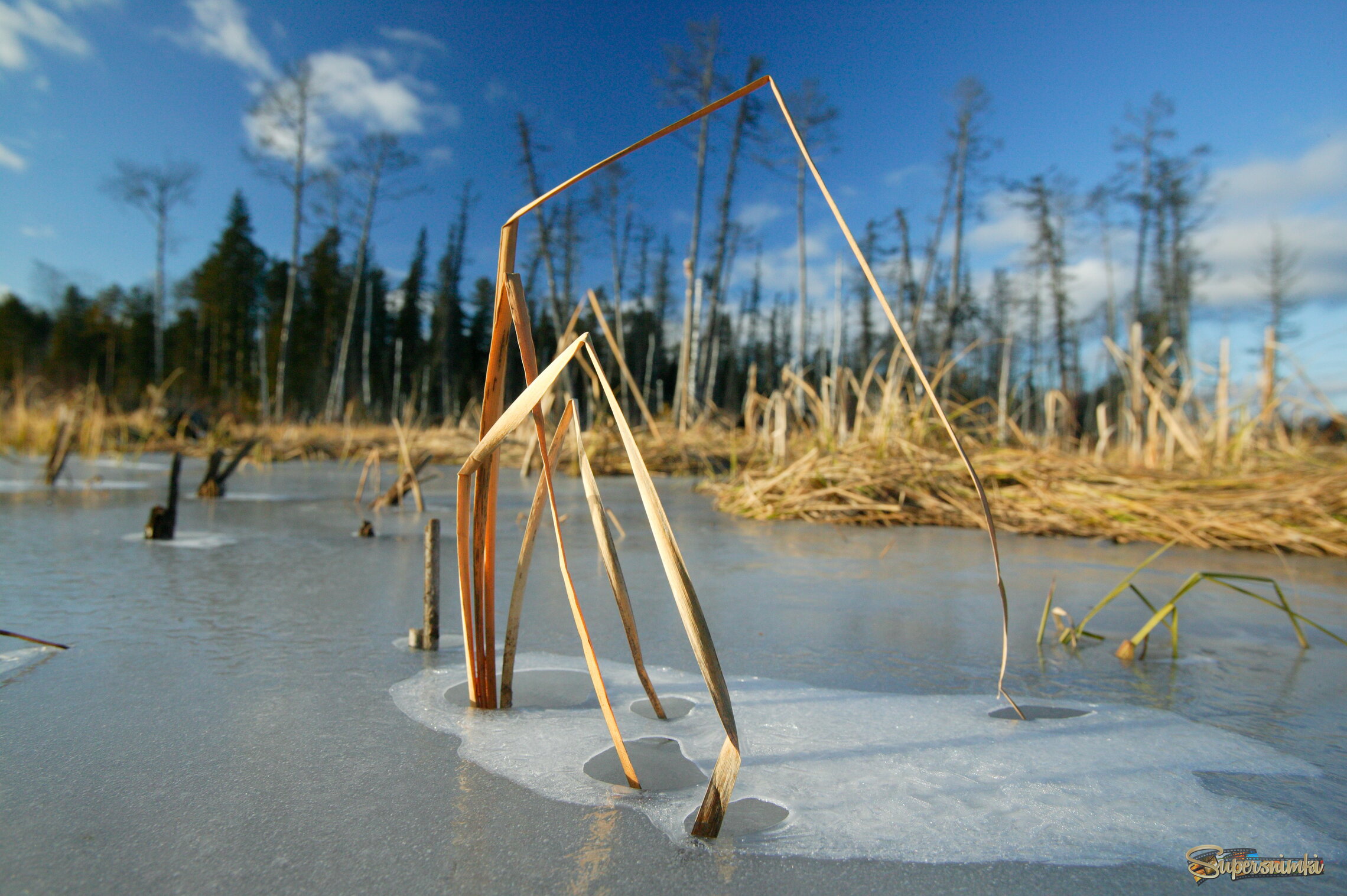 Большое Васюганское болото***