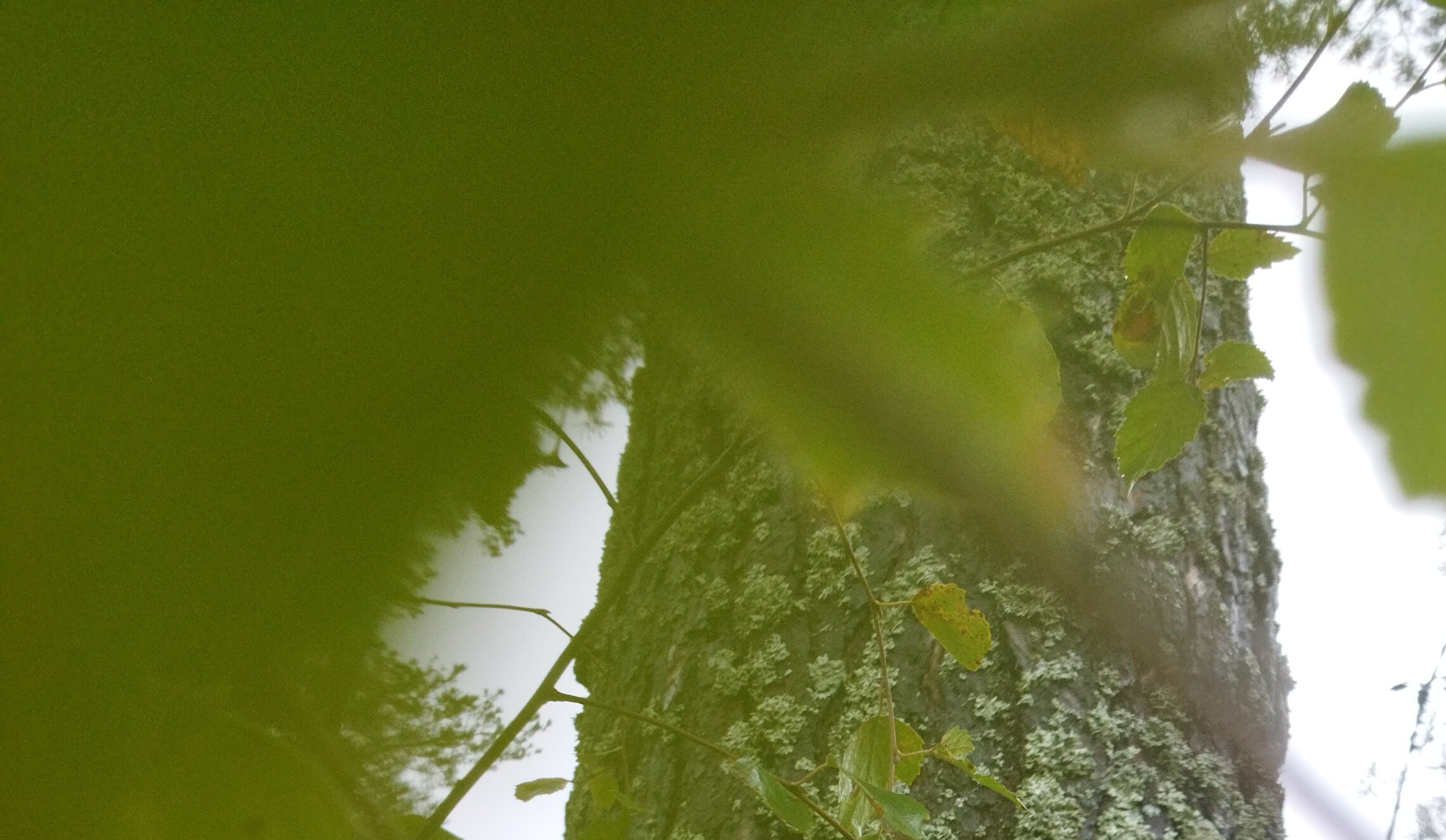 зазеленело лето прошлым годом