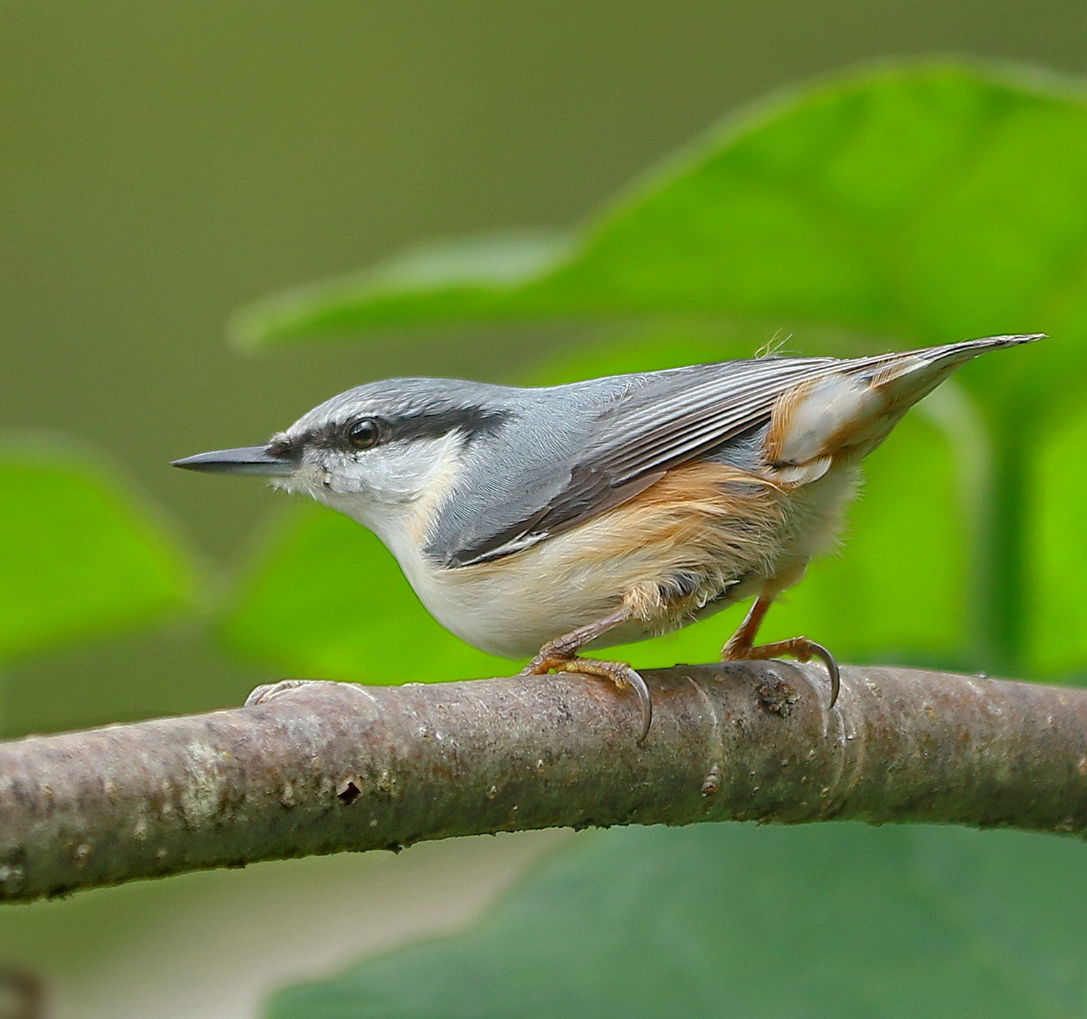 про поползня