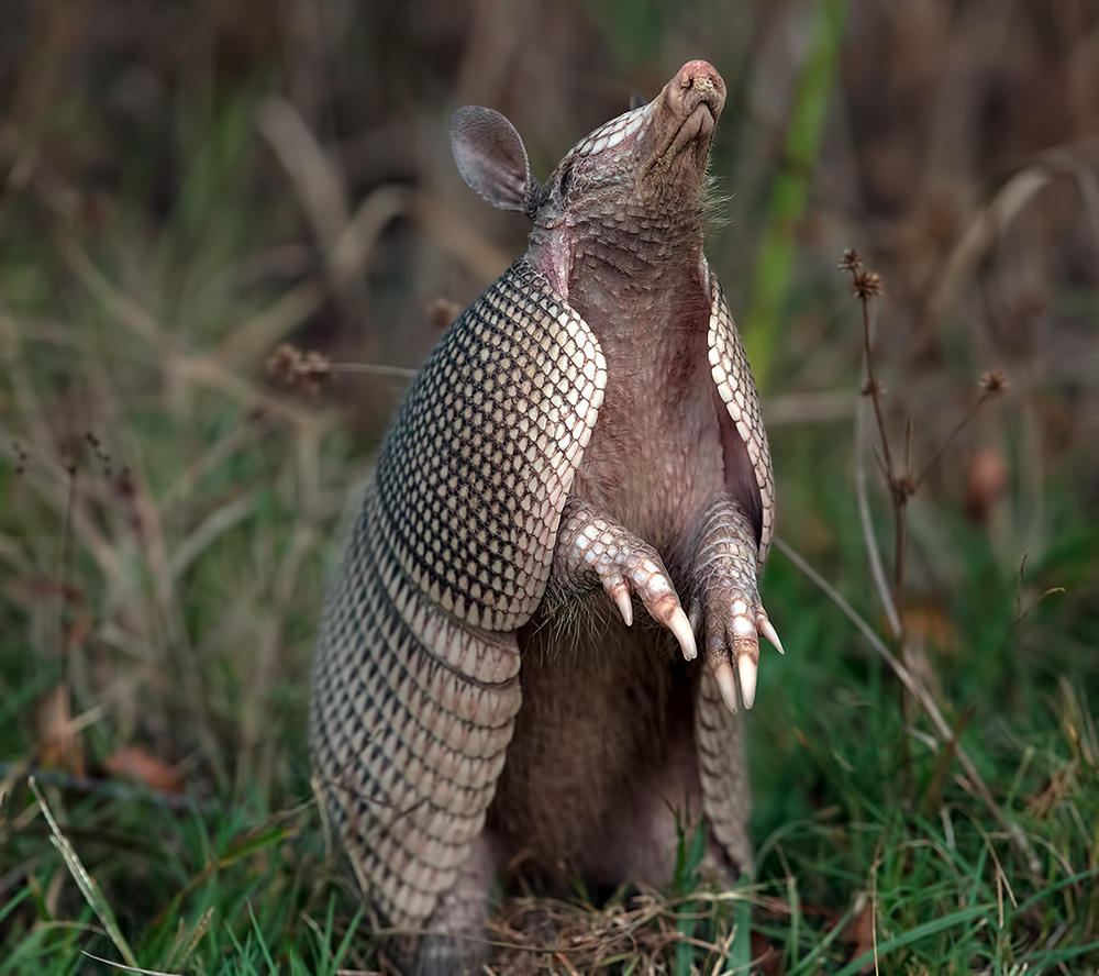 Броненосец