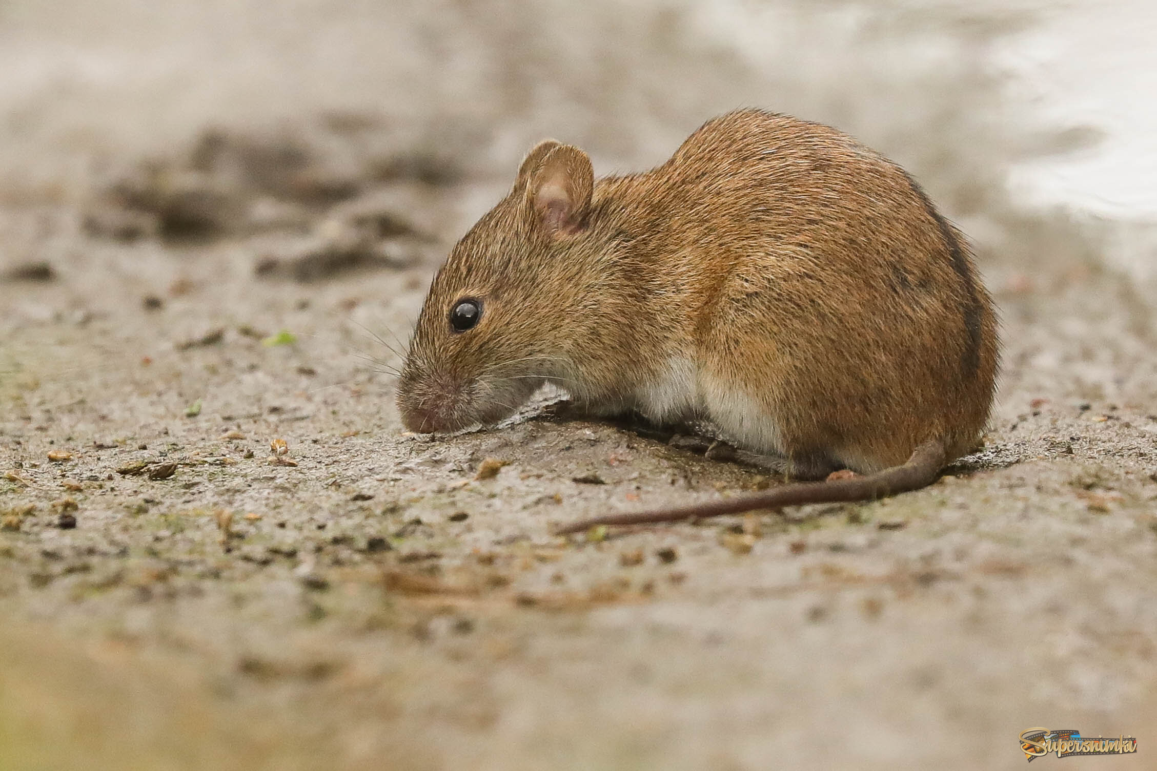 На краю лужи после дождя