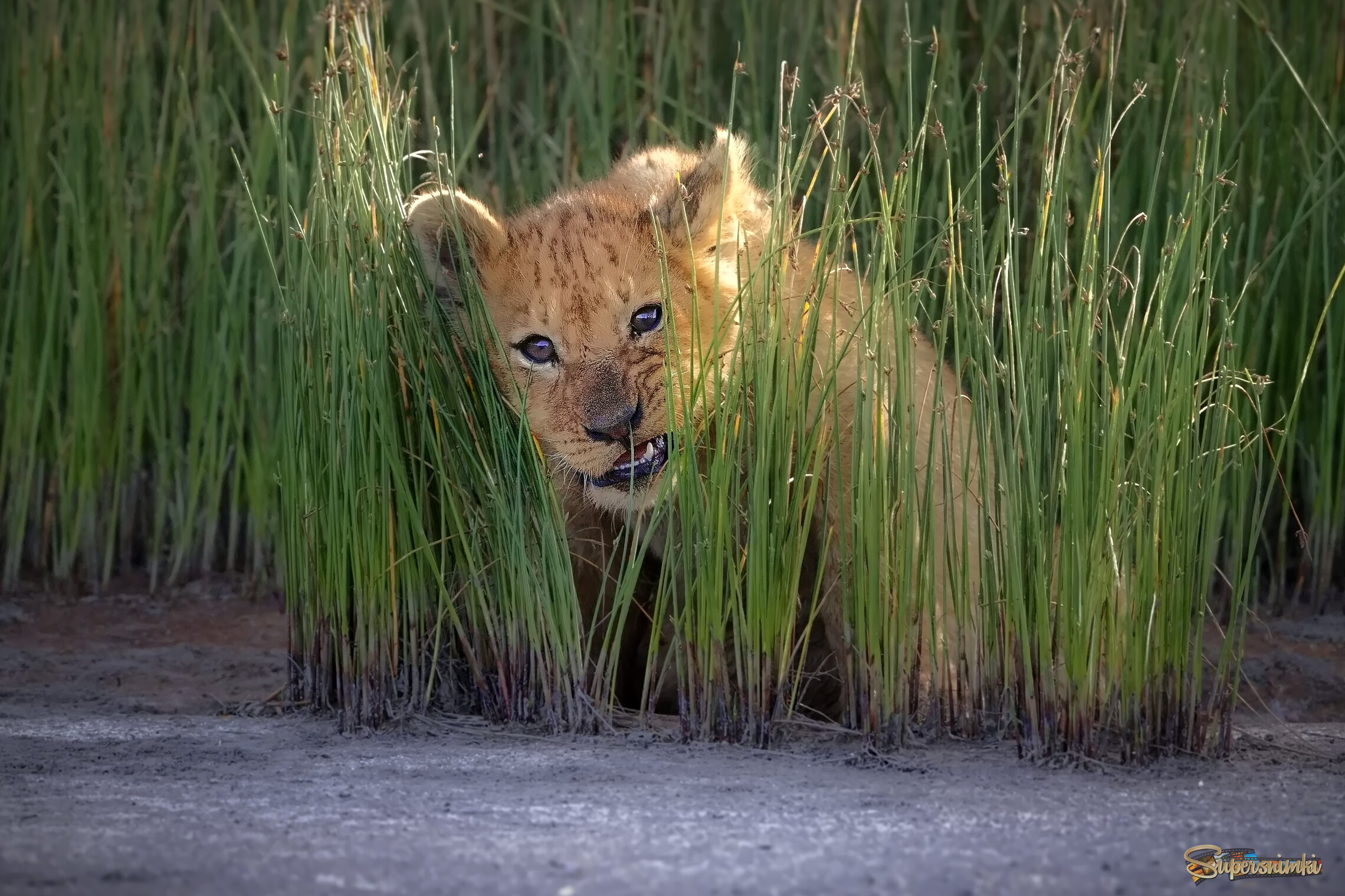 Застенчивый