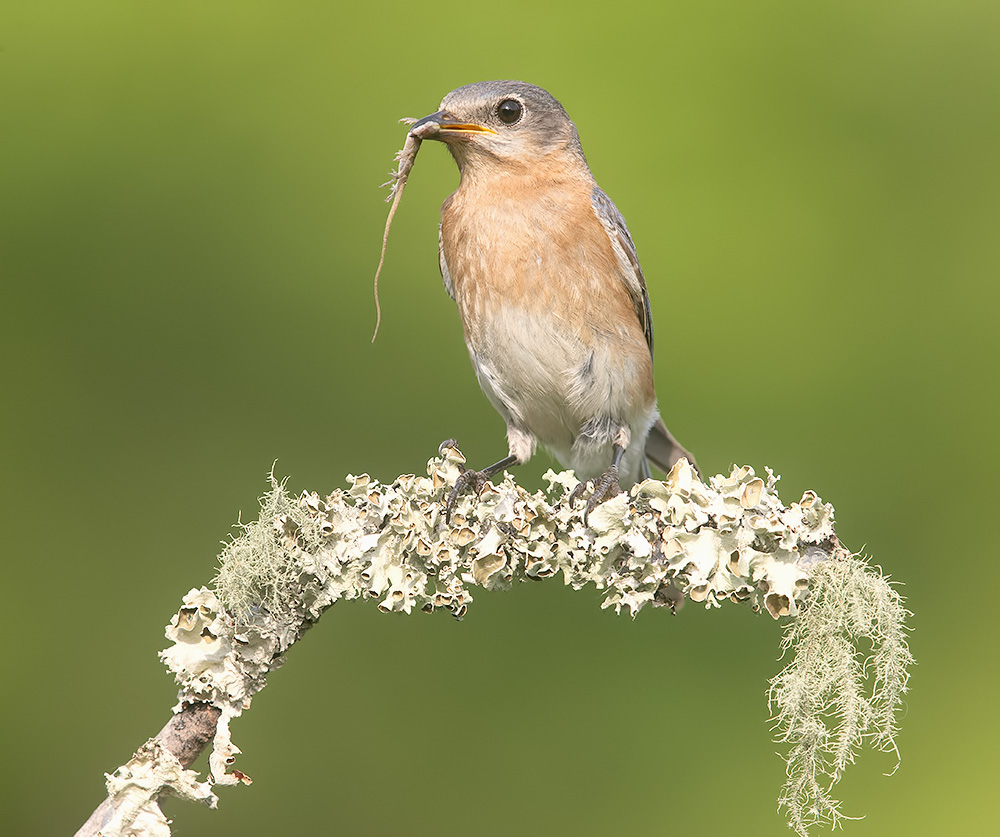 cамка, Восточная сиалия поймала ящерицу