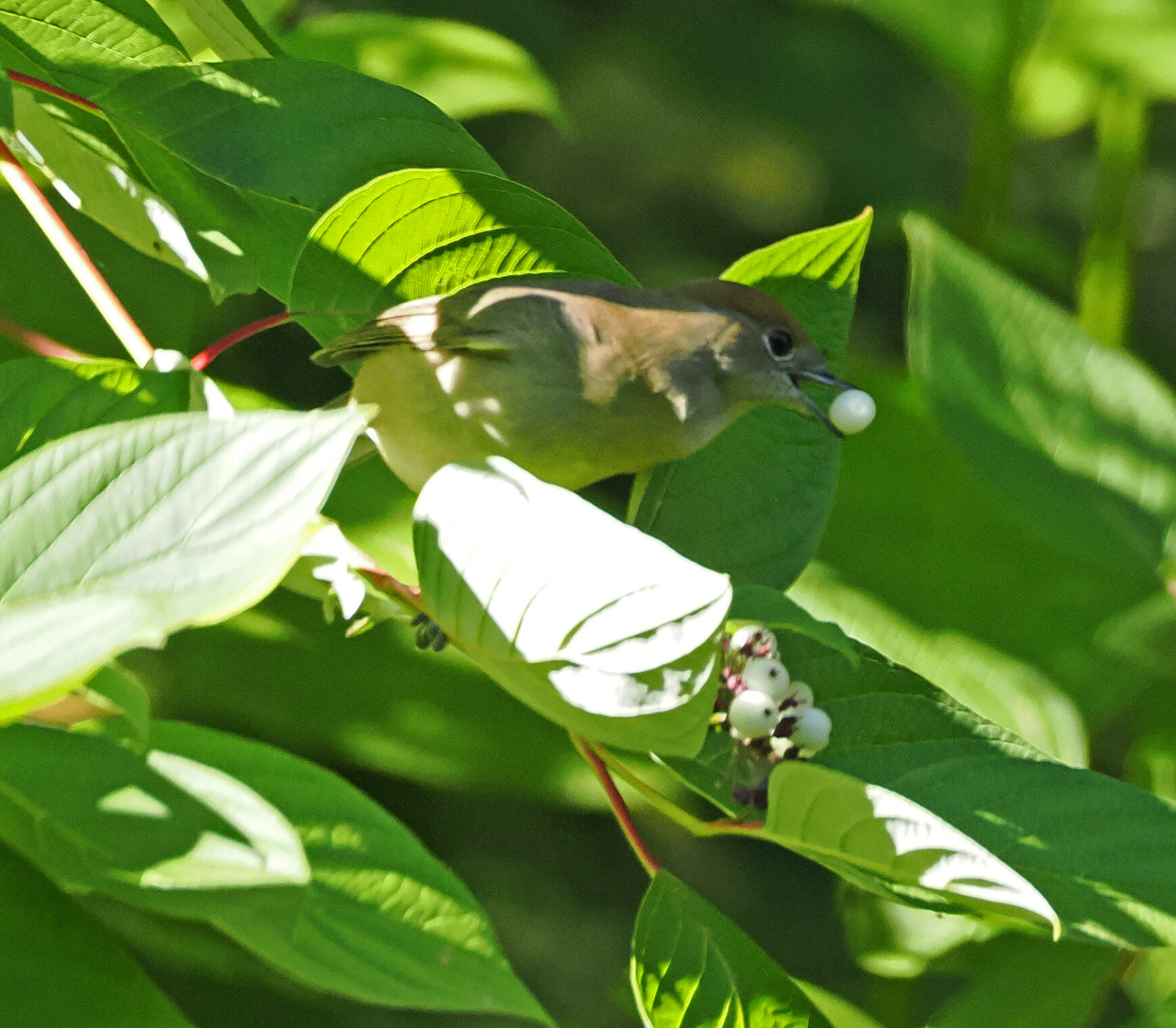 Самки черноголовой славки на свидине. 
