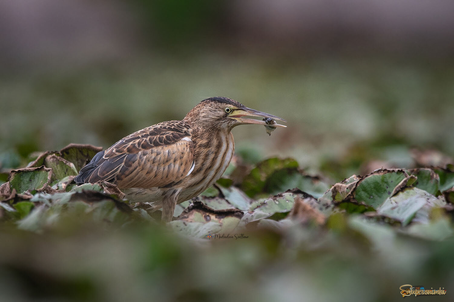 Ловись рыбка...