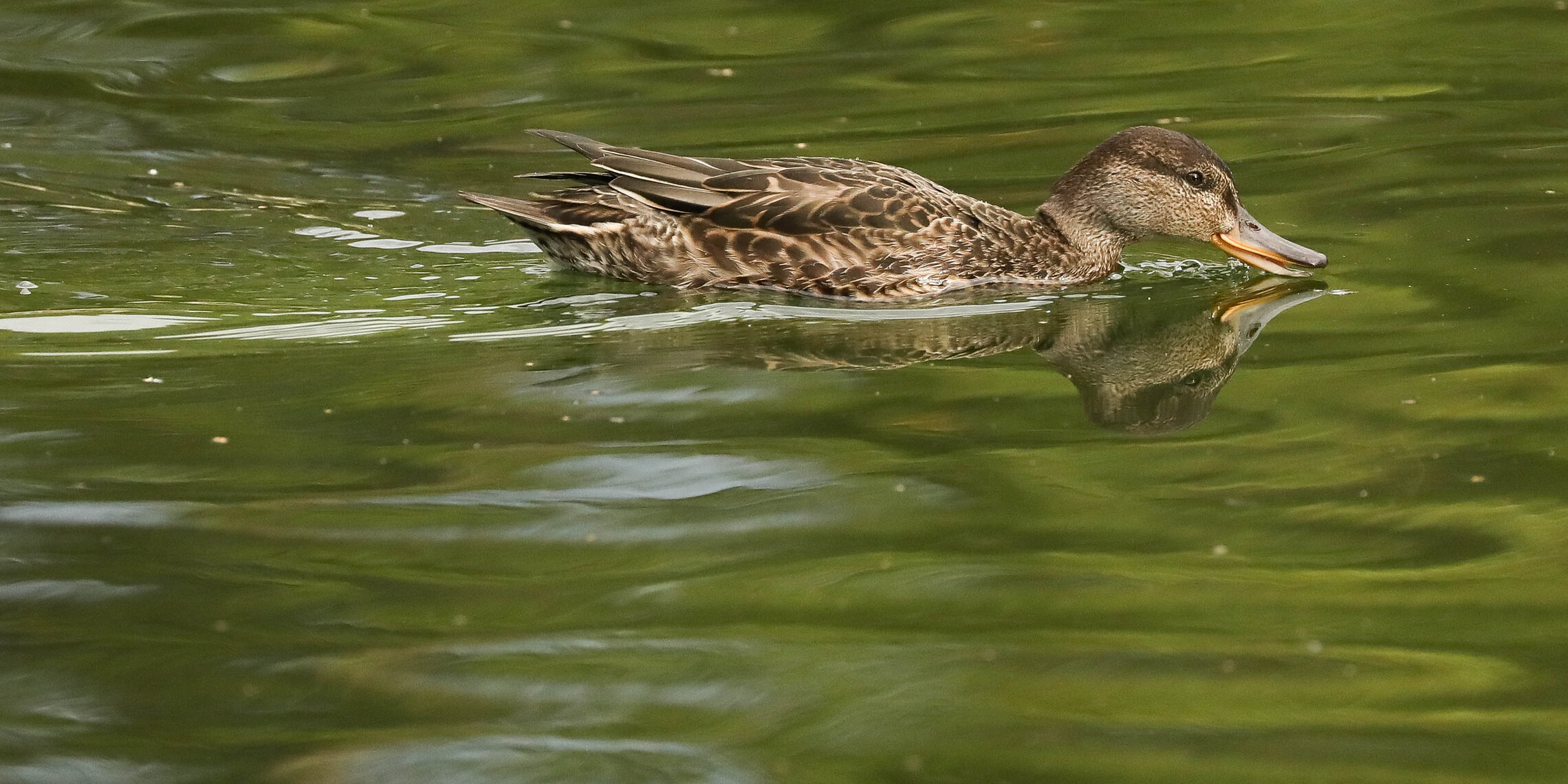 Пора жирок нарастить