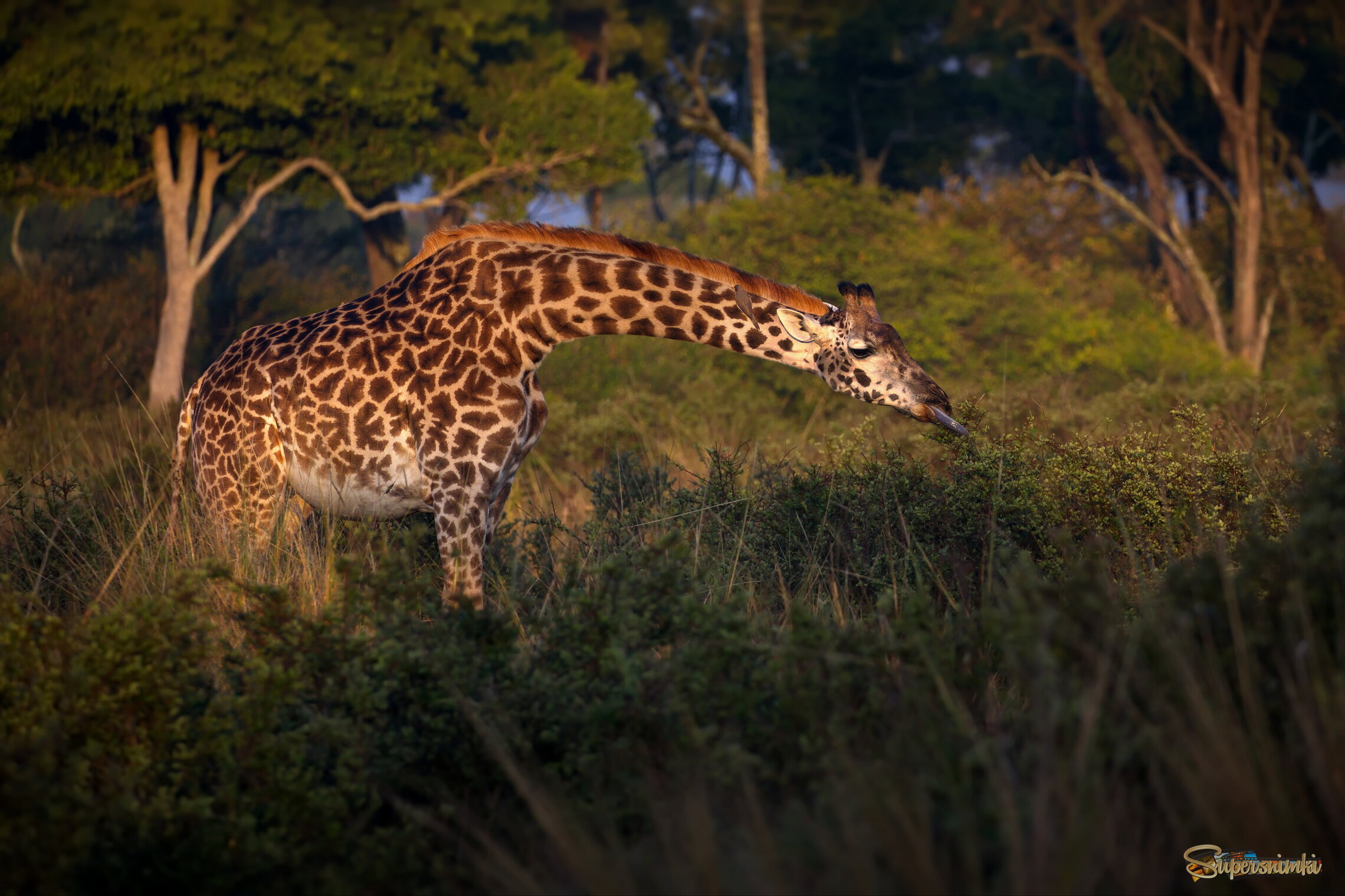 Солнечный жираф