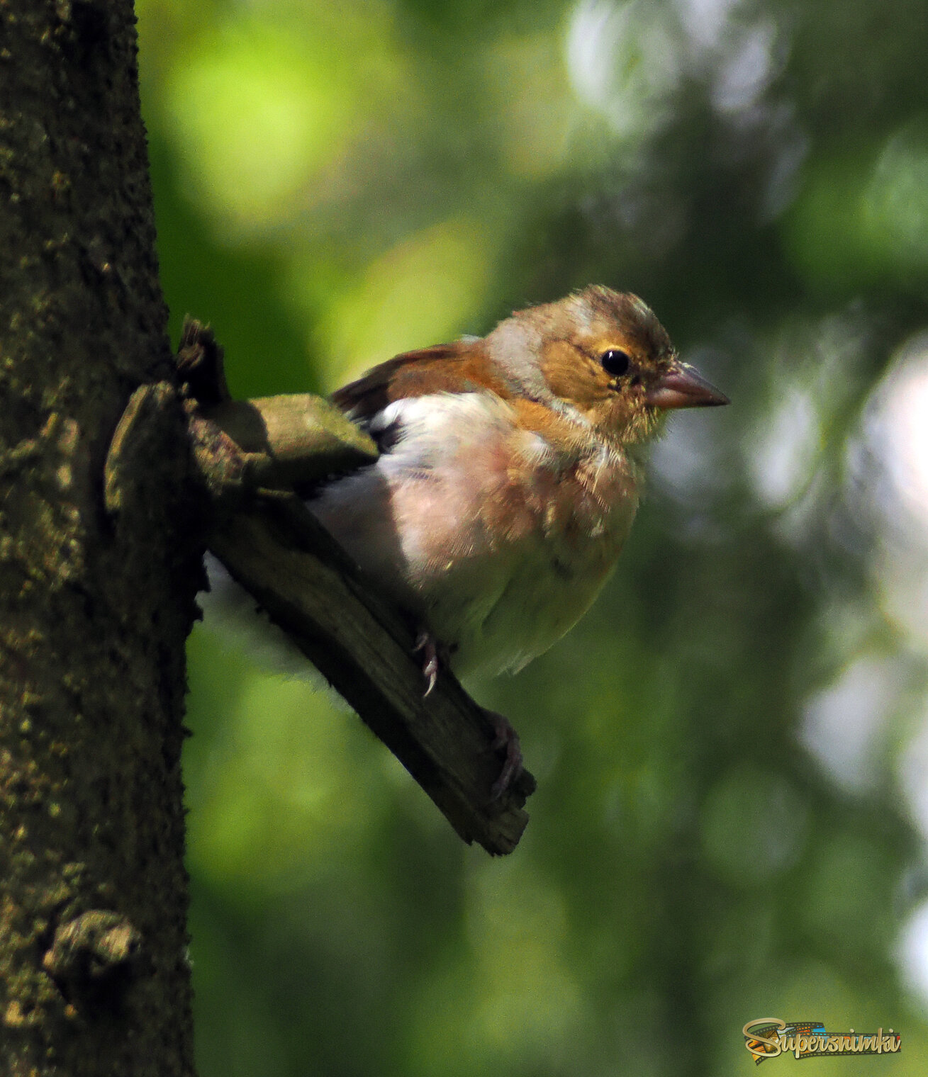 Молодой зяблик.