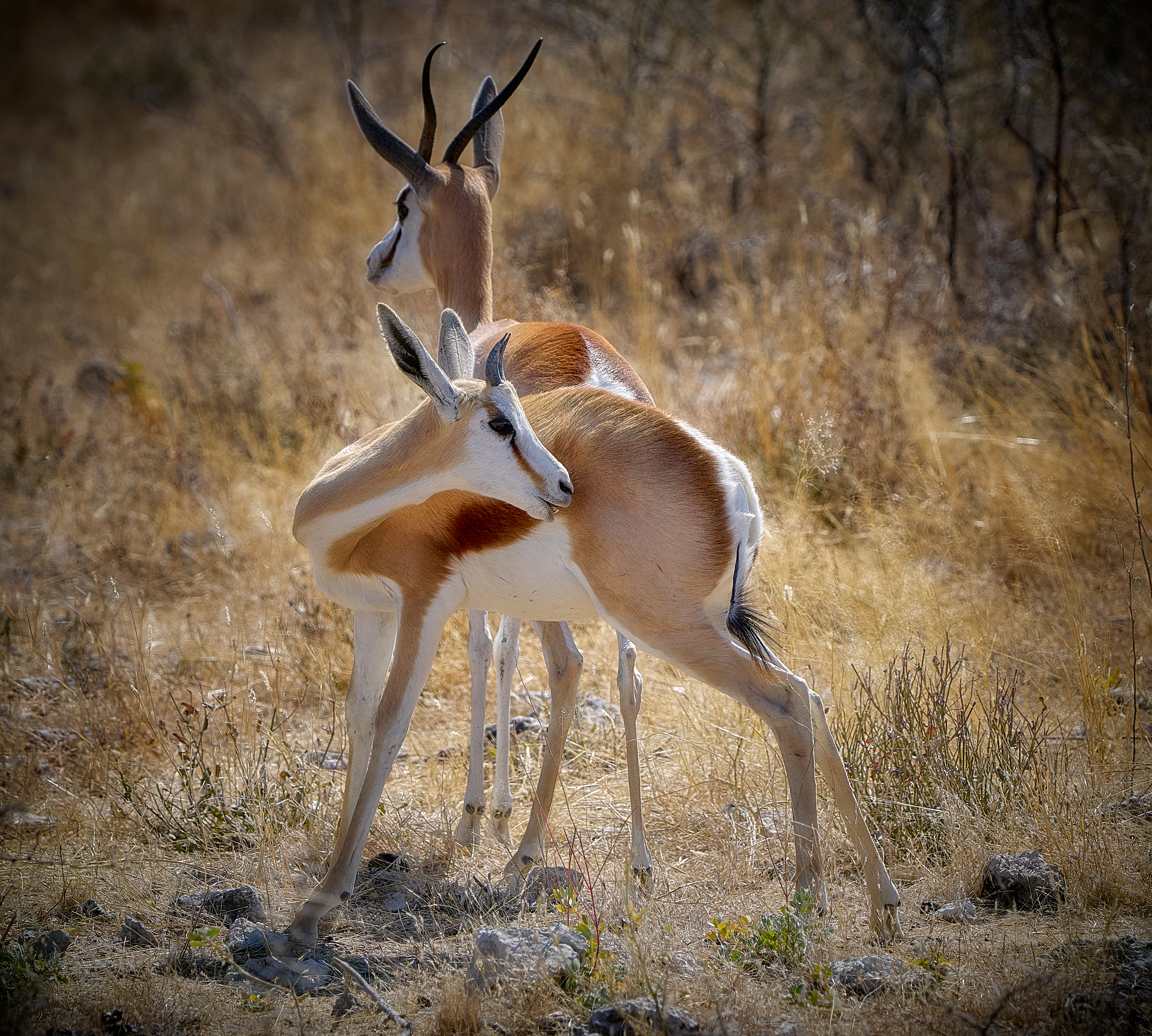 Намибийские истории...