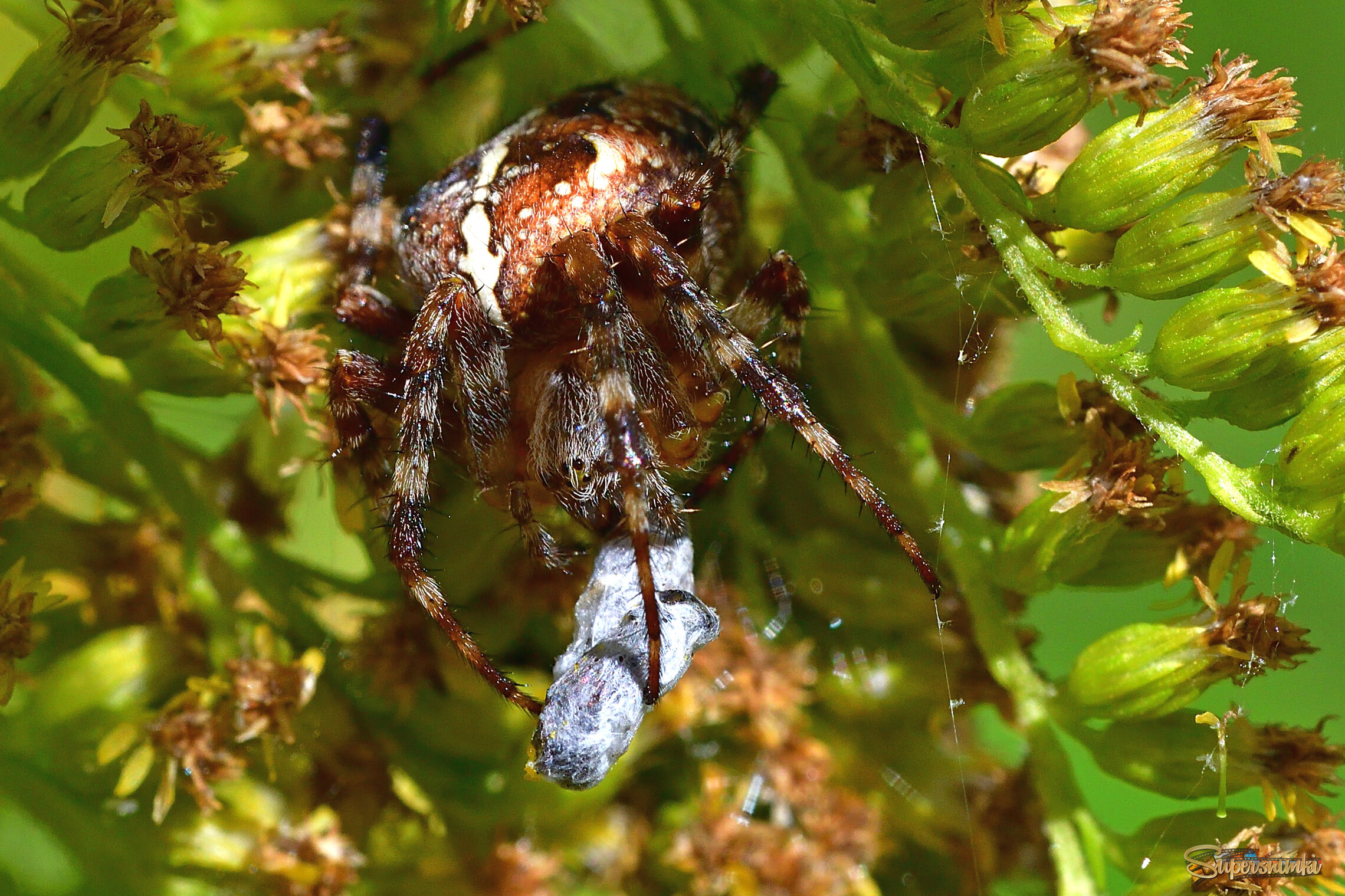 68af3281e9409960dedcdd5b