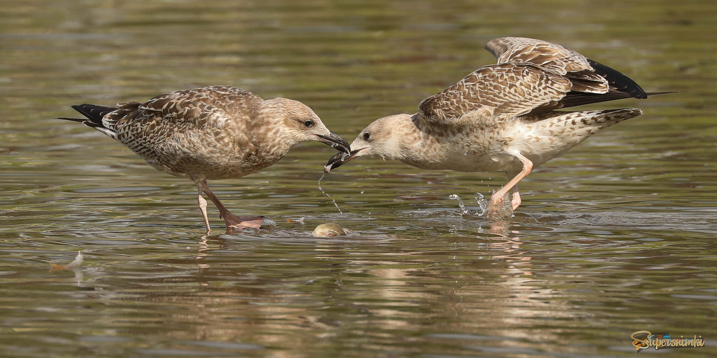 На чужой кусок не разевай роток!