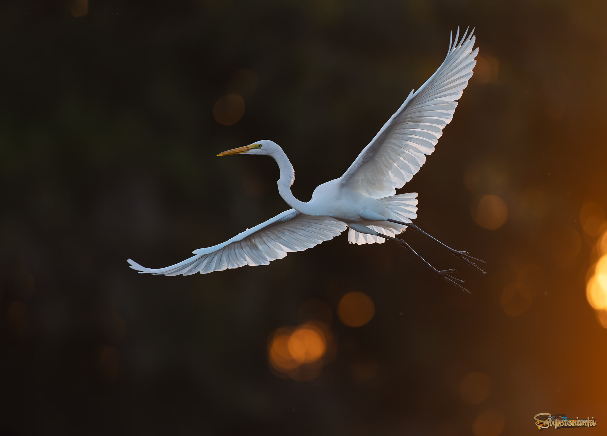 Полет белой