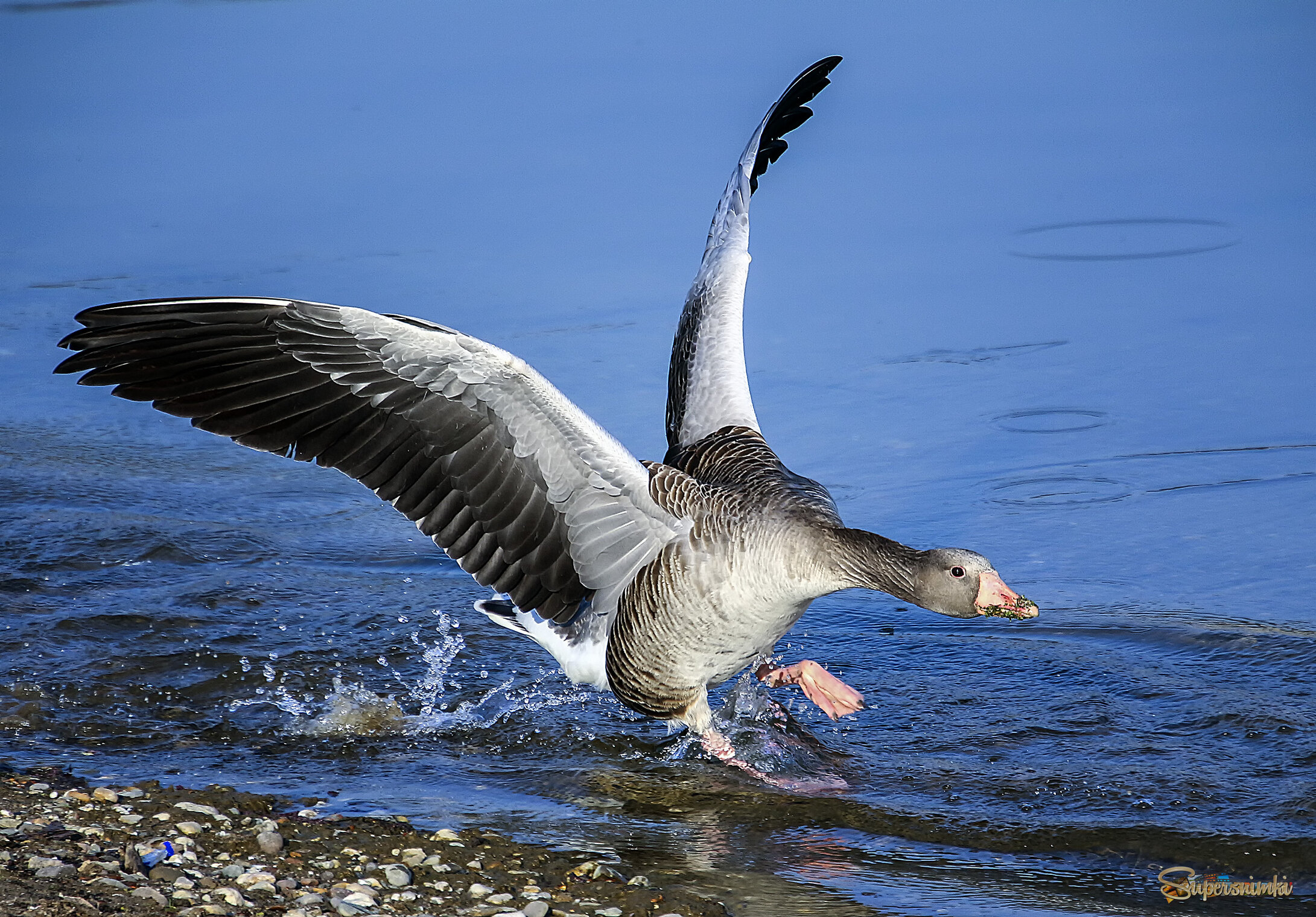 Гусь поскользнулся