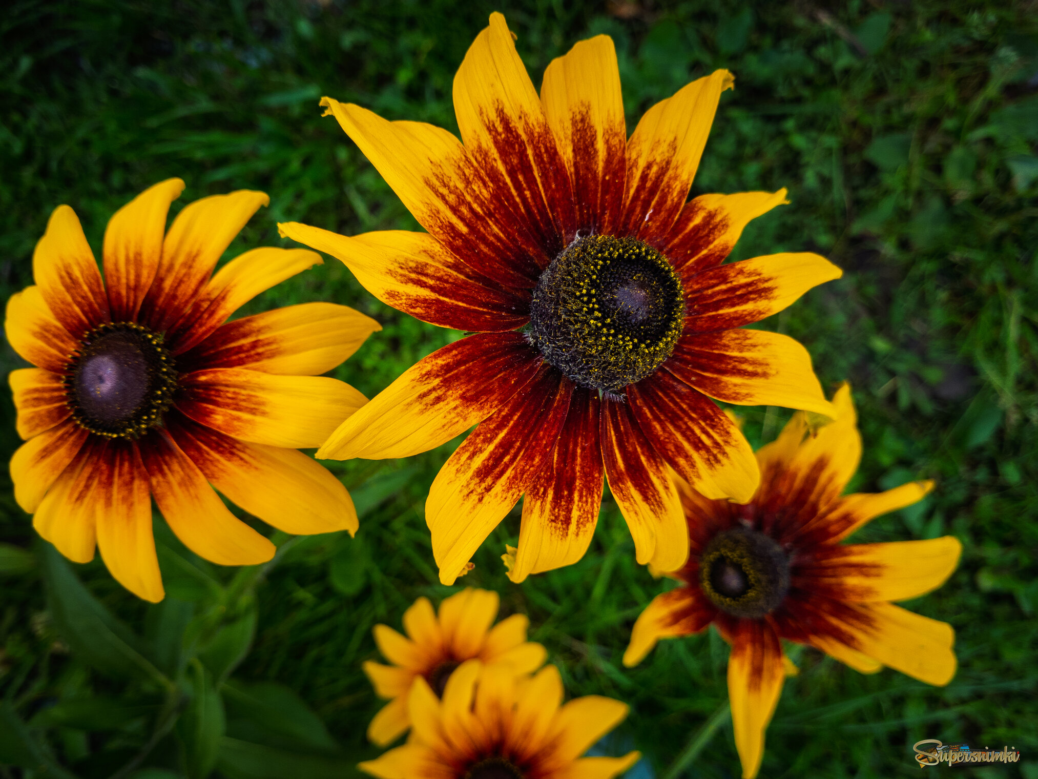 Рудбекия волосистая.