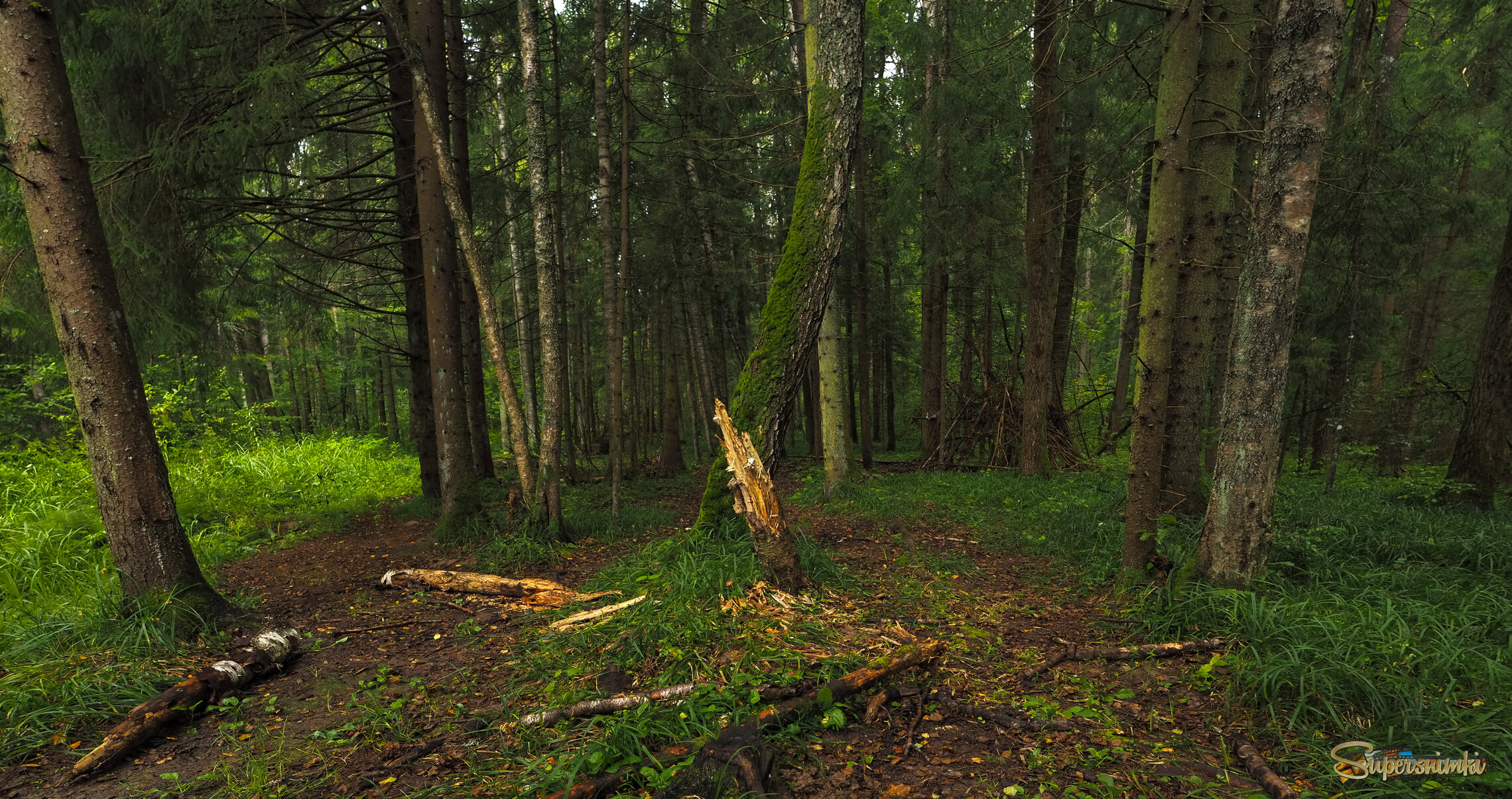 По Лесным Дорожкам