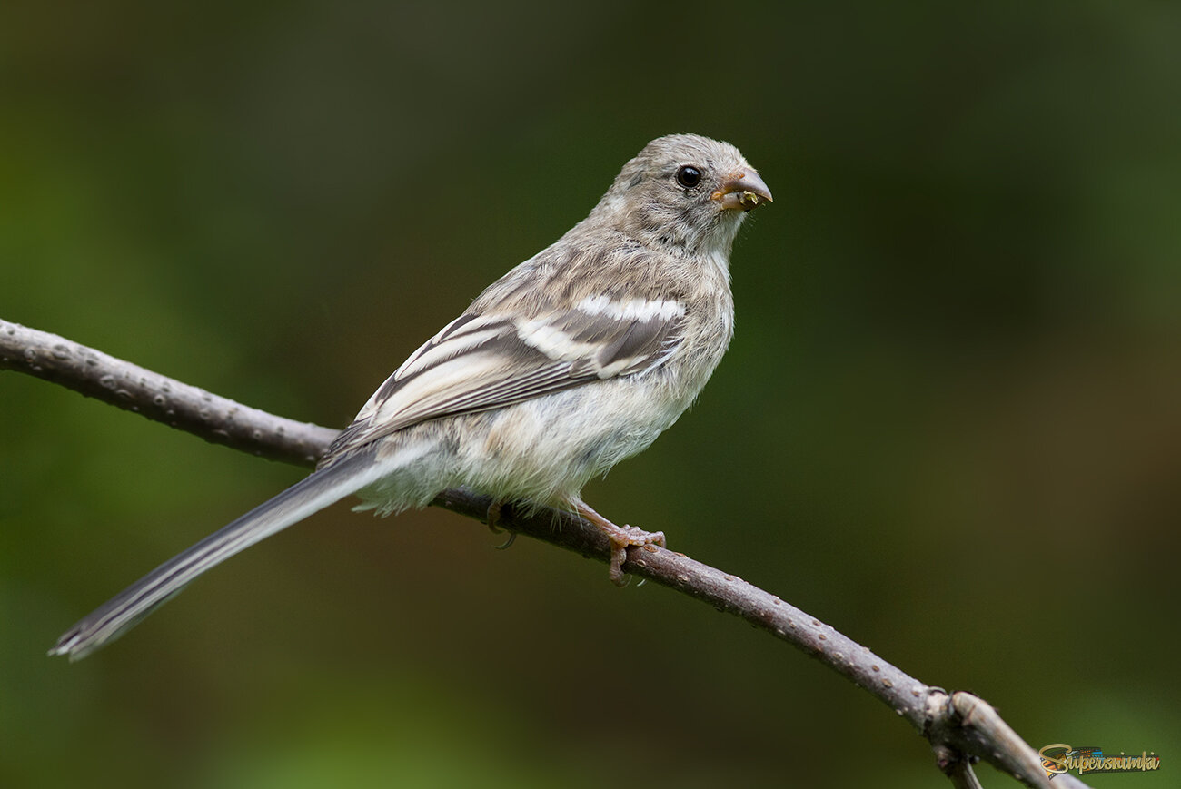 Самочка урагуса