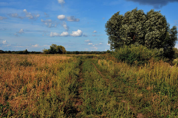 Осень в лугах