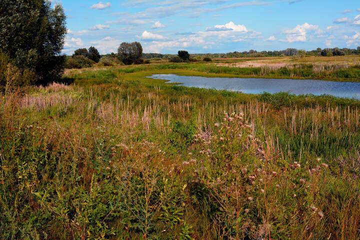 Осень в лугах