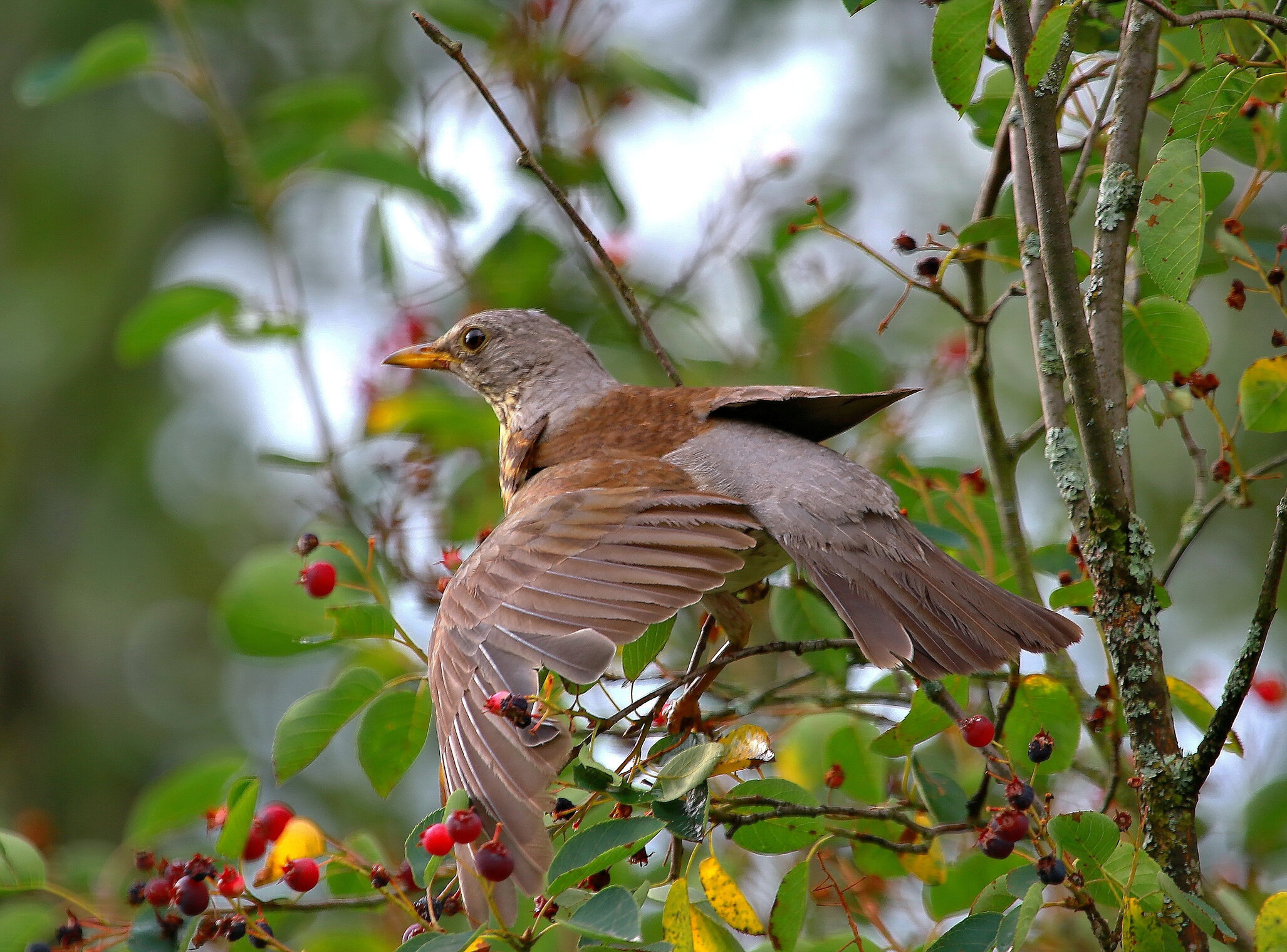  притаился...