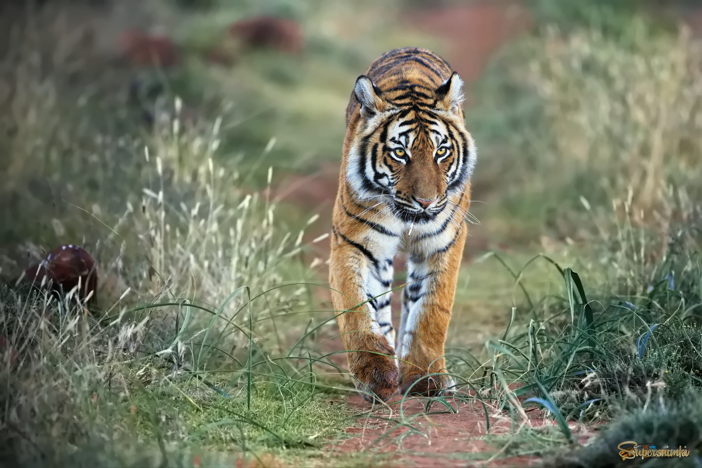 Узкая тропинка