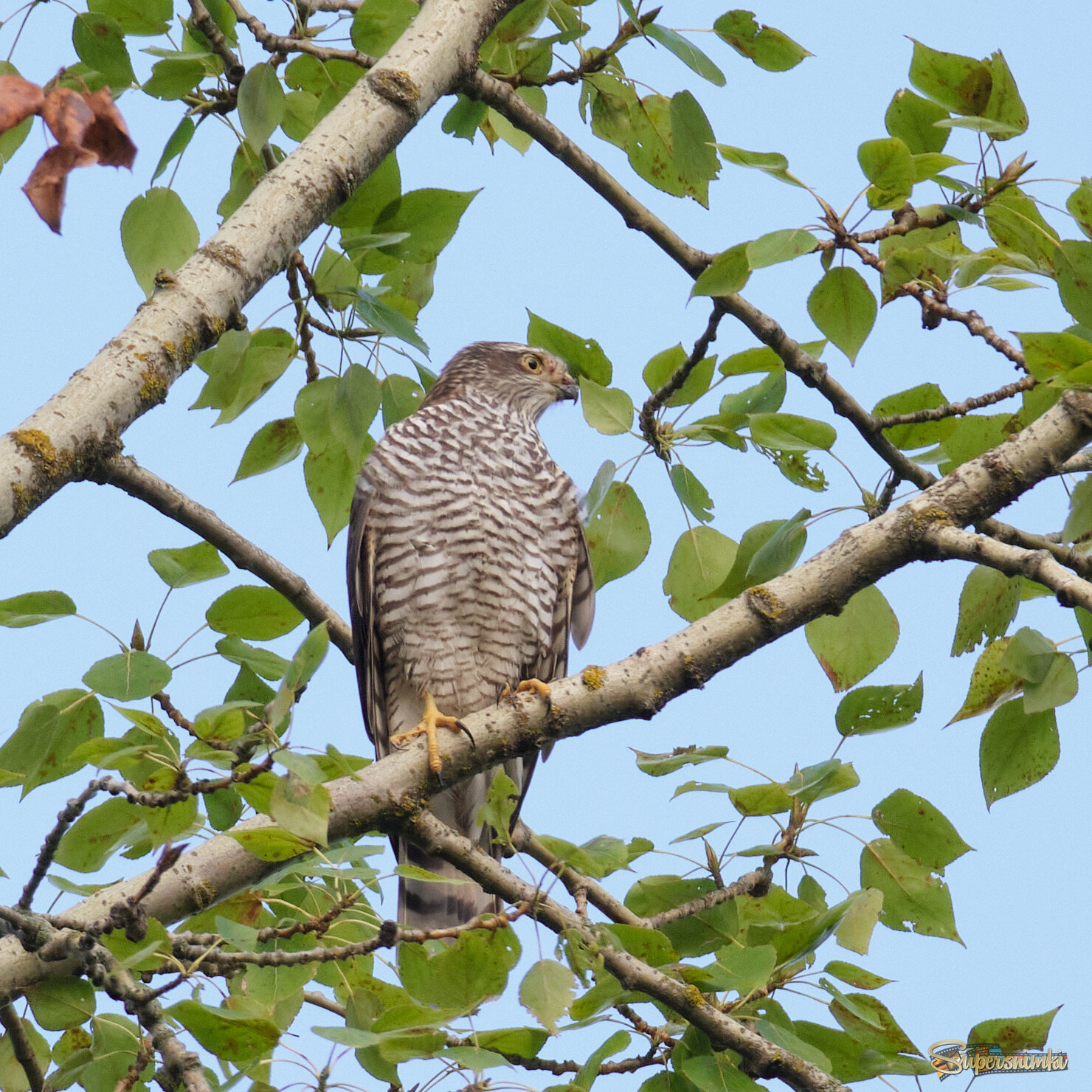 Ястреб-перепелятник 