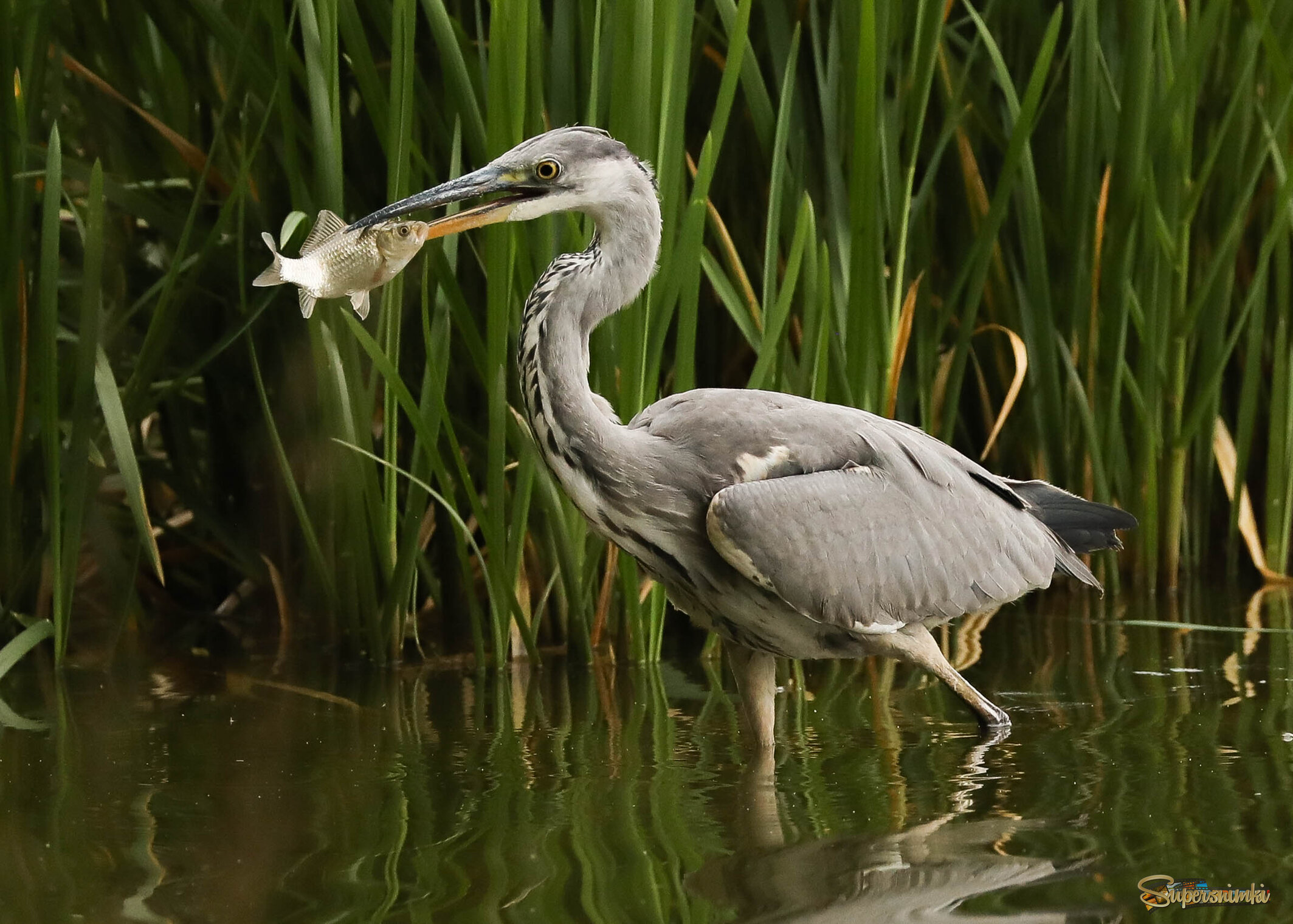 Цапля и карась