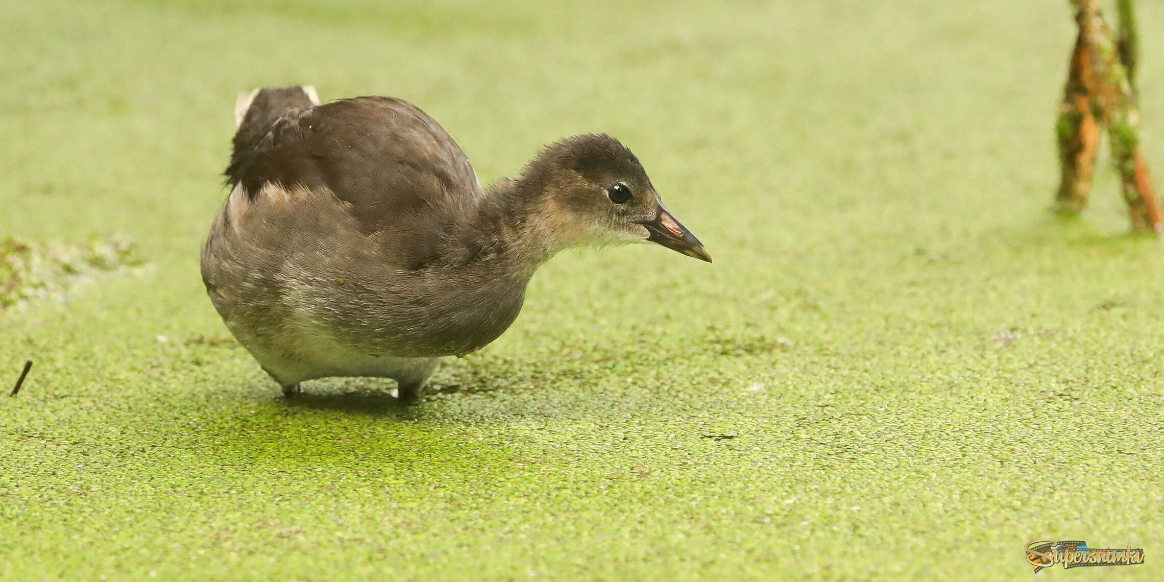 Путешествуя по болоту