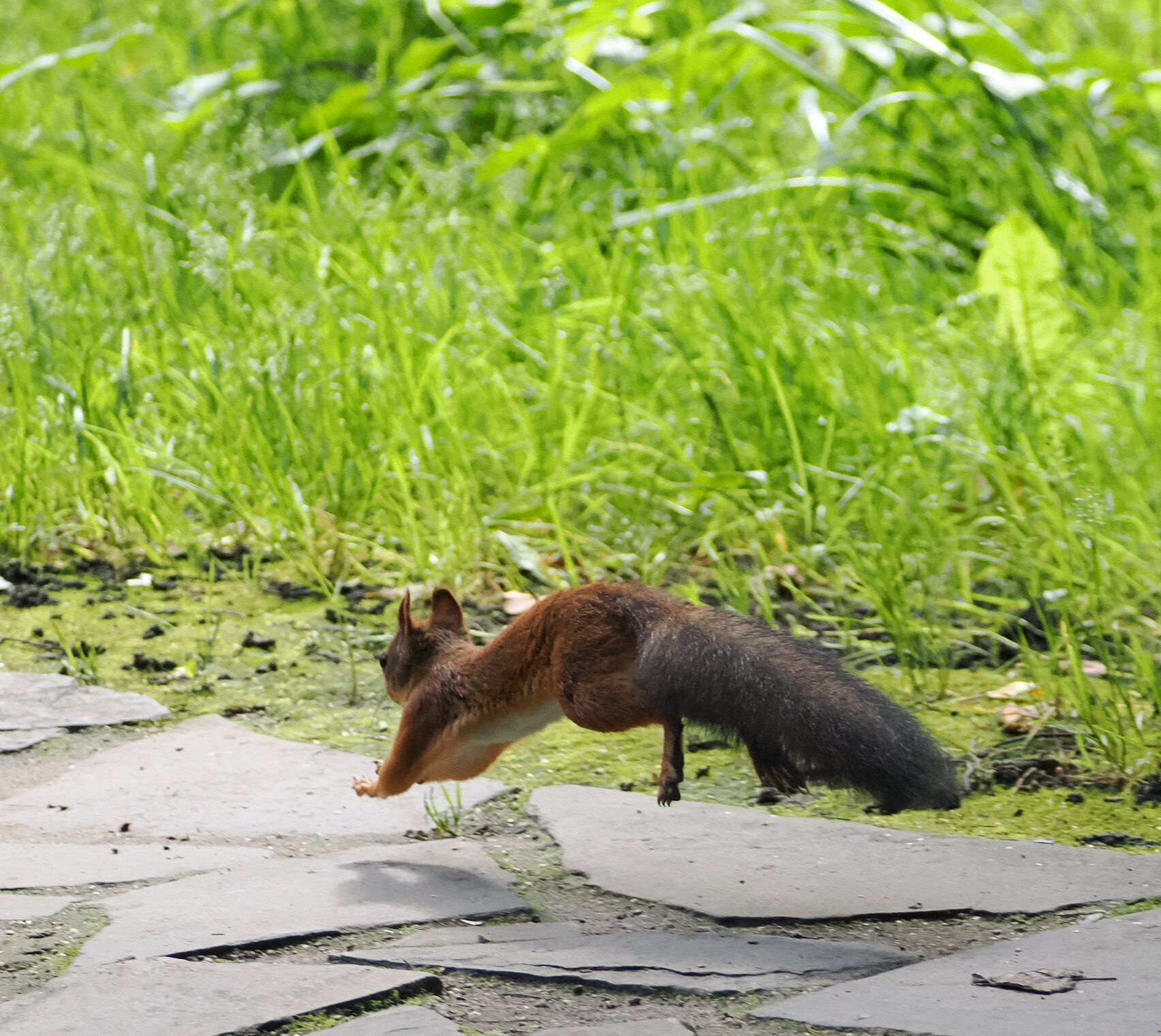 Белочка в полёте и на дереве.