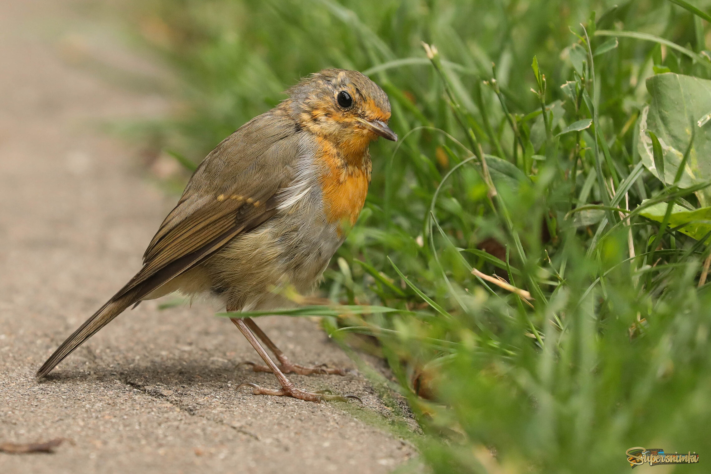 Кто это там прячется?