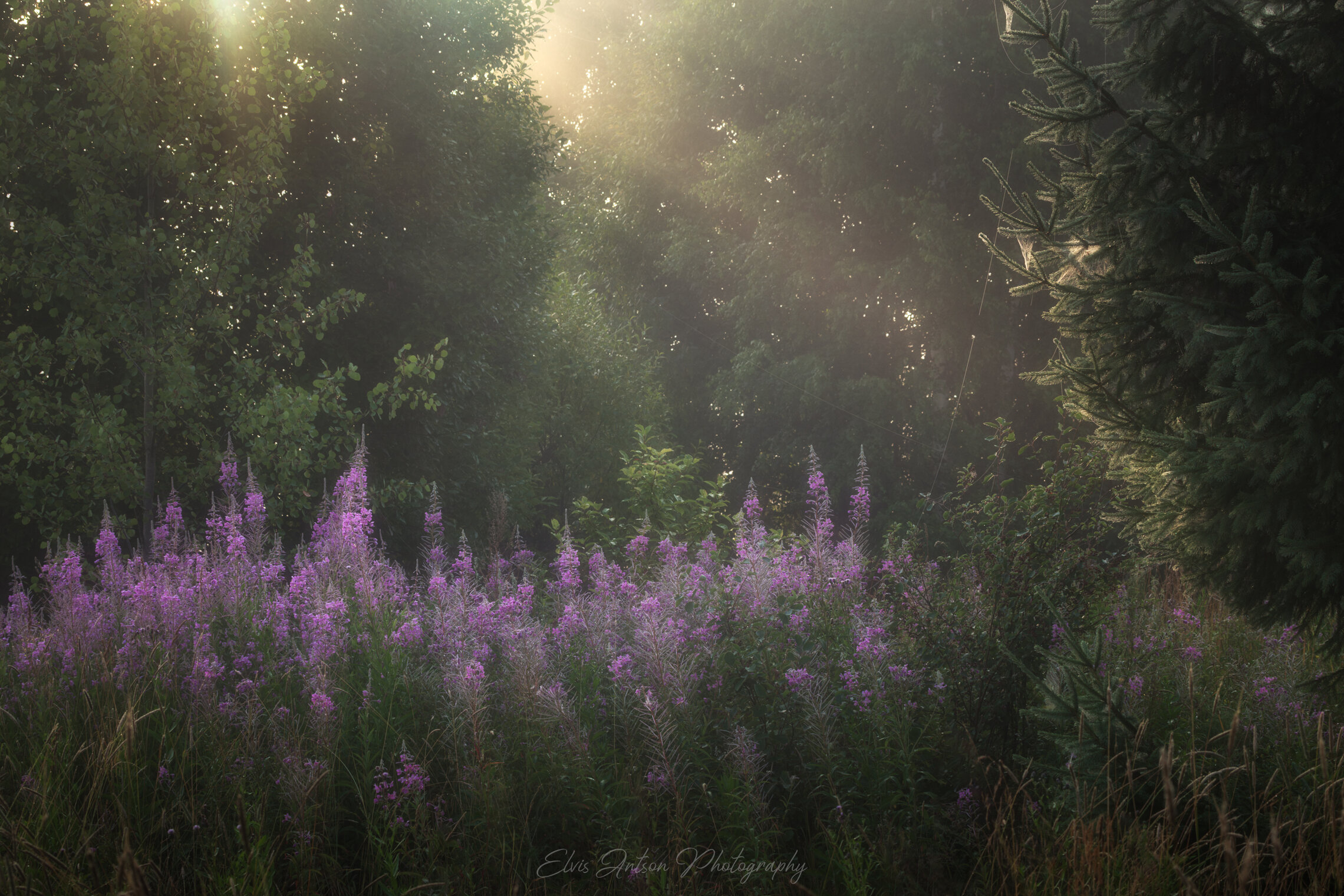 Краски уходящего лета.