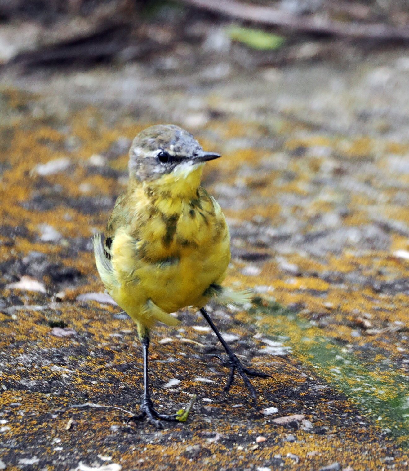 Жёлтая трясогузка.