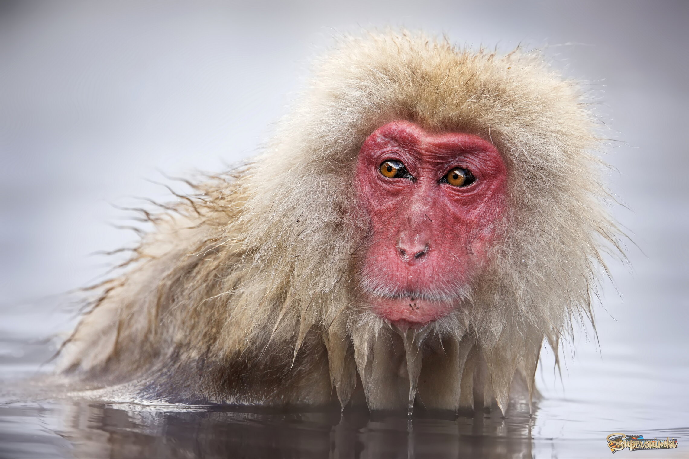 Мудрый взгляд