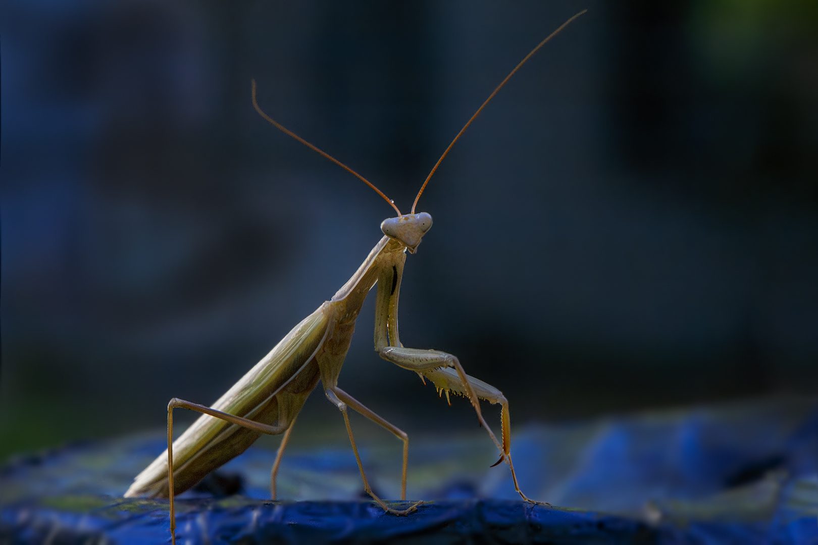 Mantis 