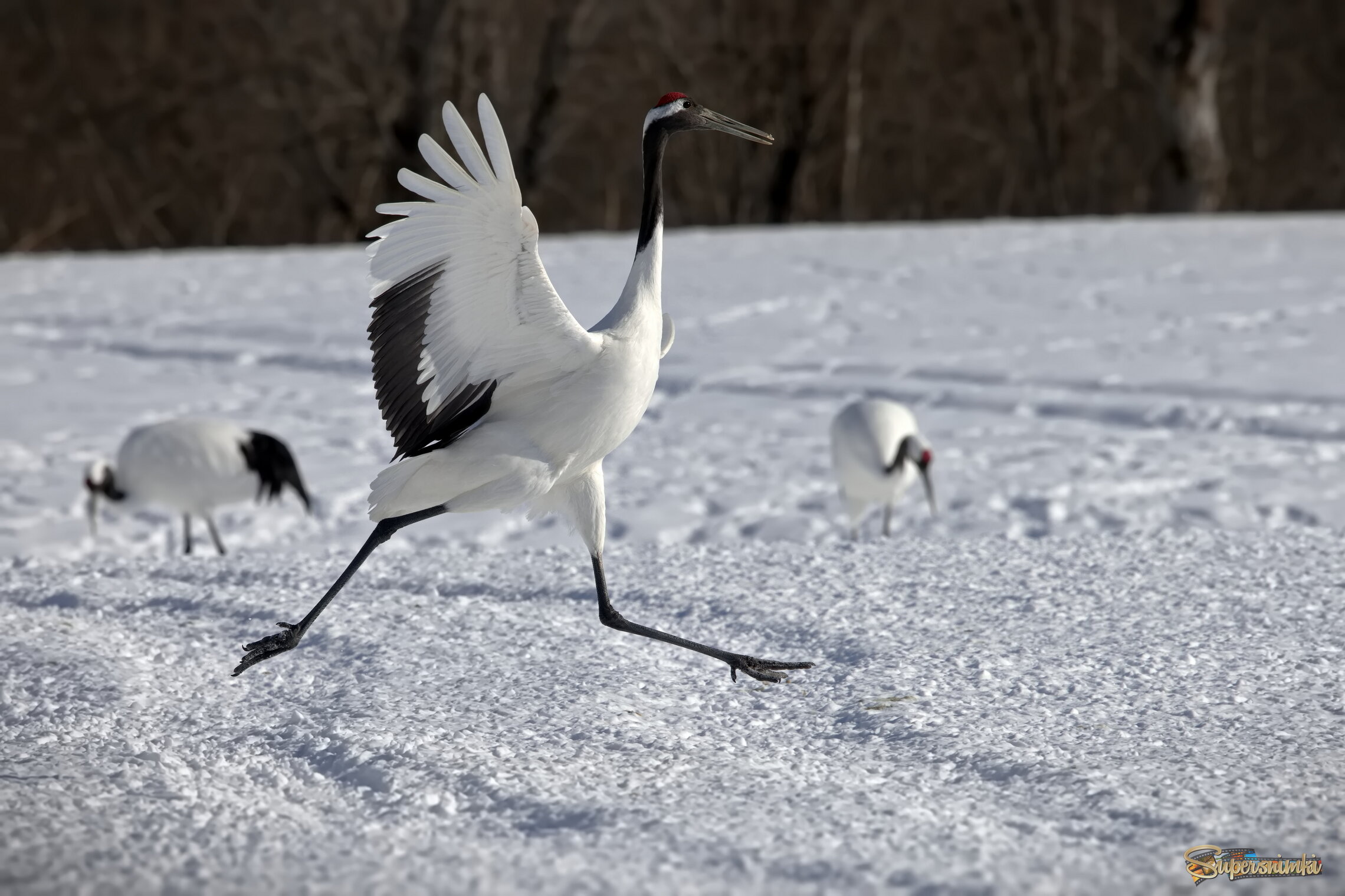 Я свободен, словно птица в небесах! (В.Кипелов))