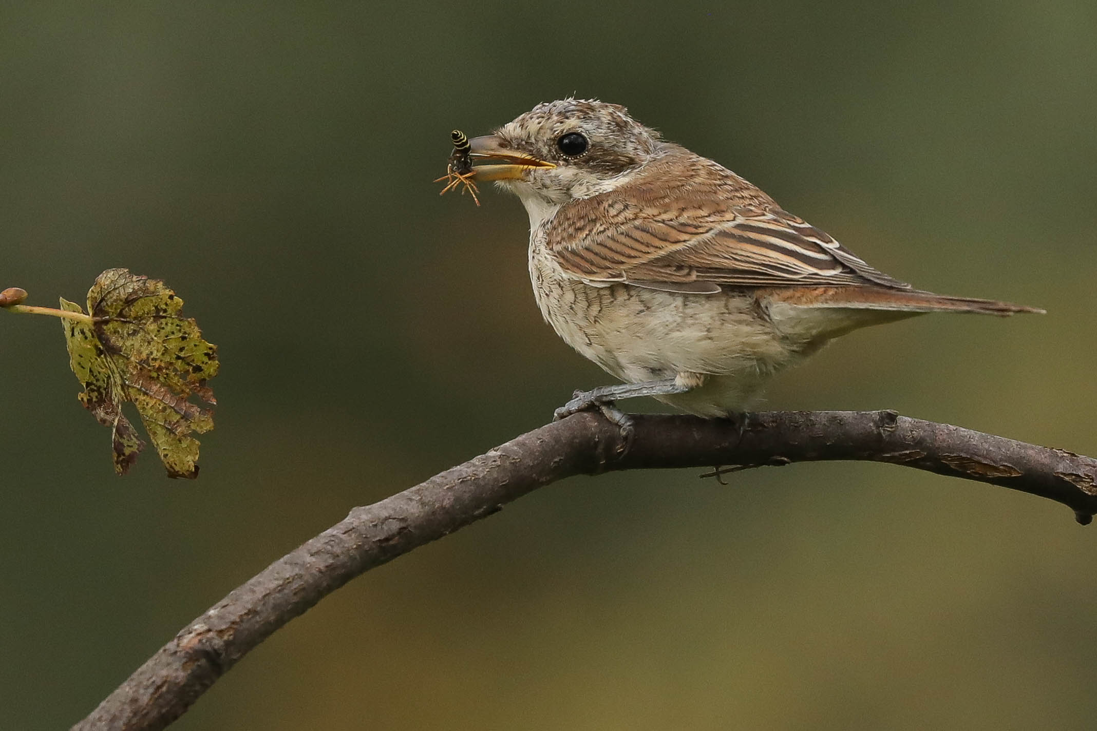 Легко ли съесть муху-журчалку?