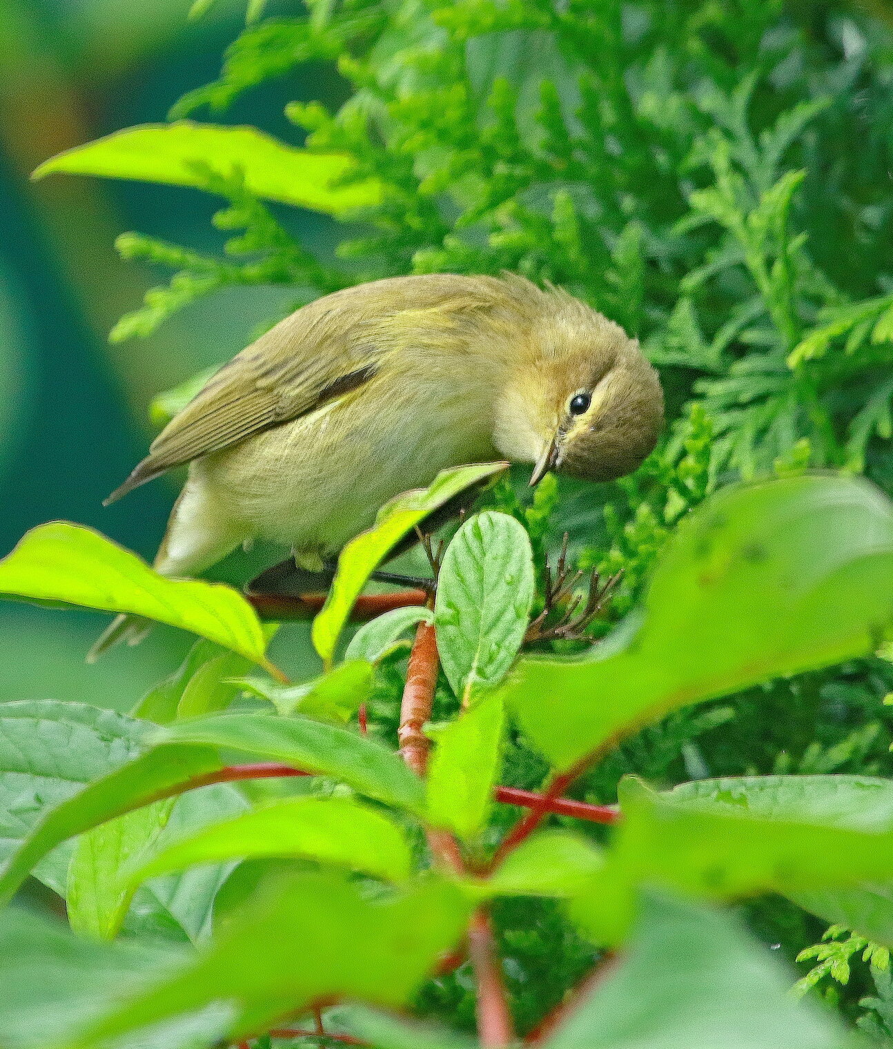 про камышовку