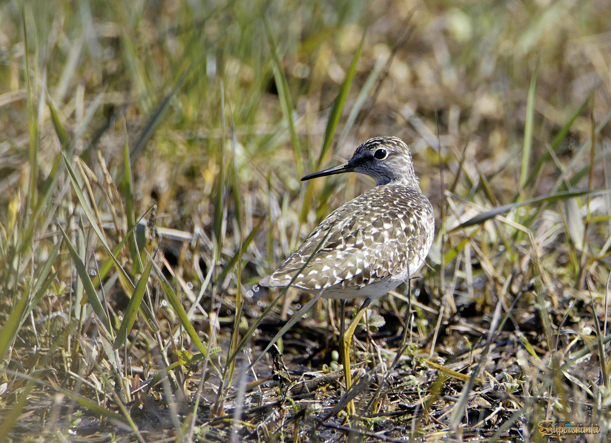 Маскировка.
