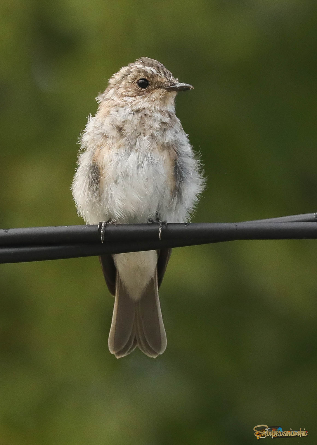 Наблюдая жизнь