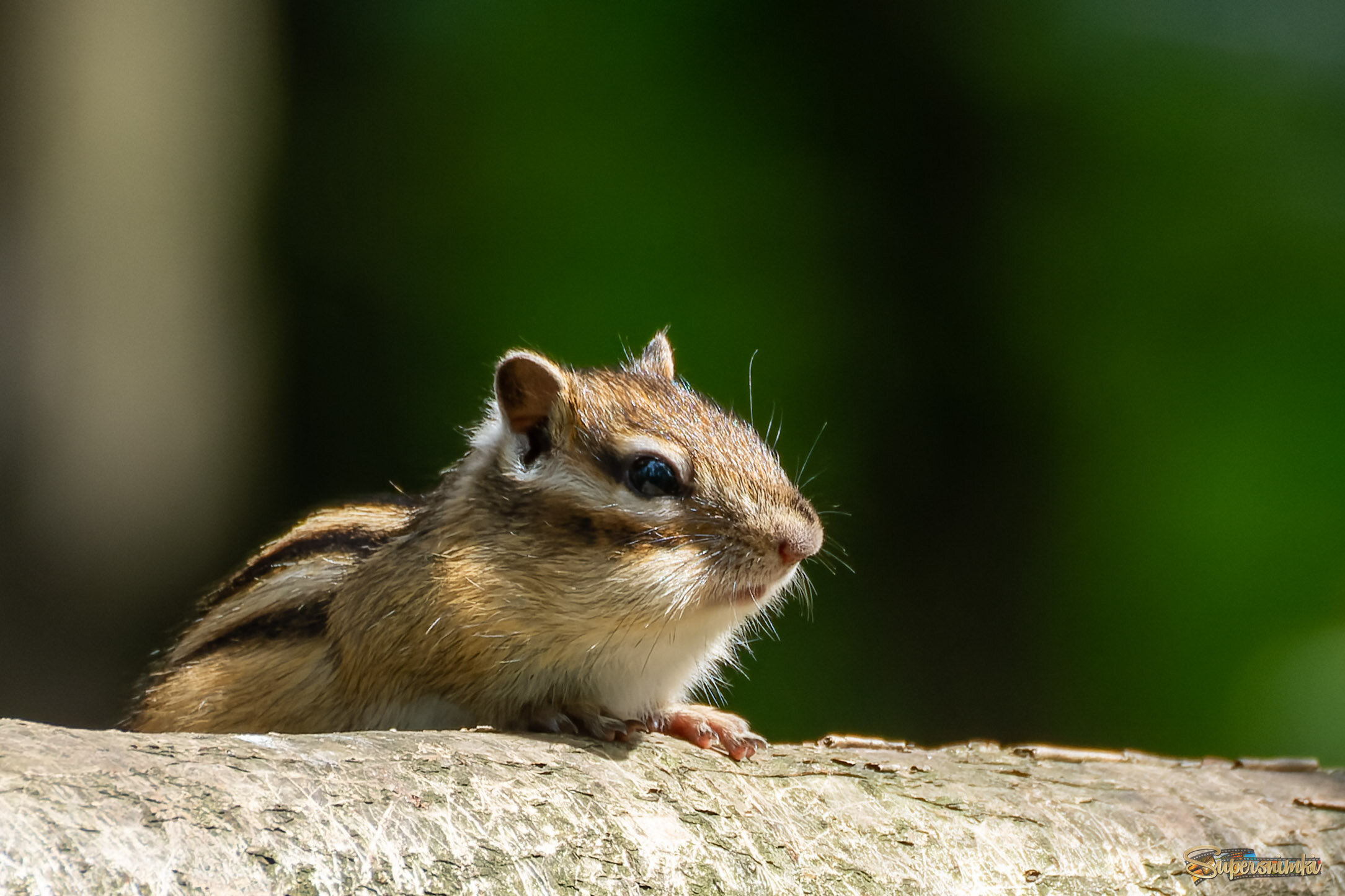 На крыше дома своего ))