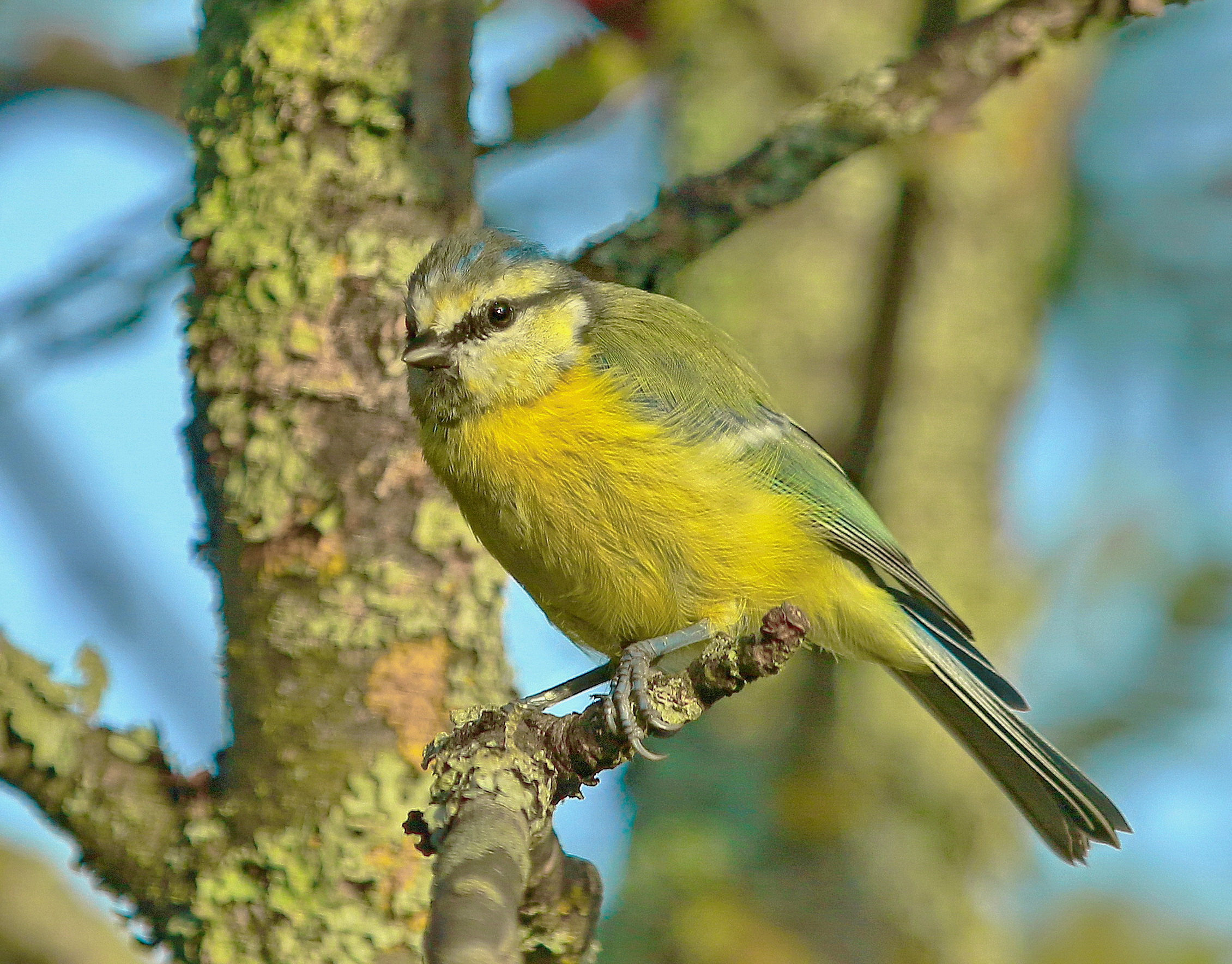 юная лазоревка