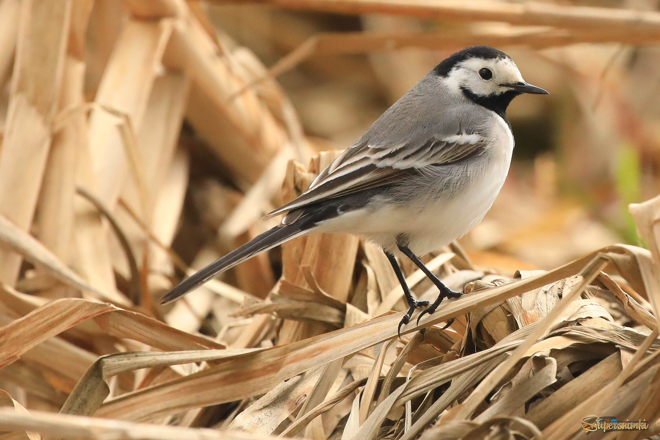 Странная трава какая-то! (