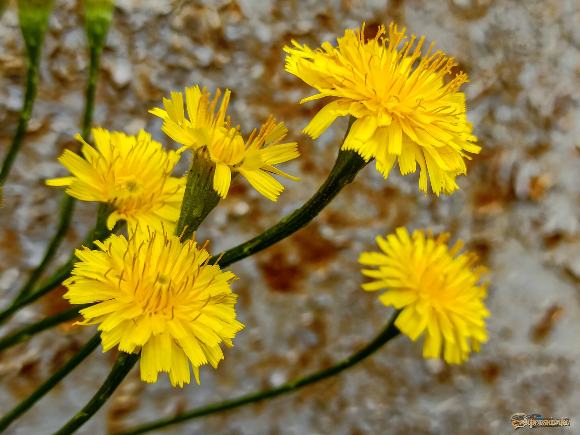 Кульбаба осенняя 