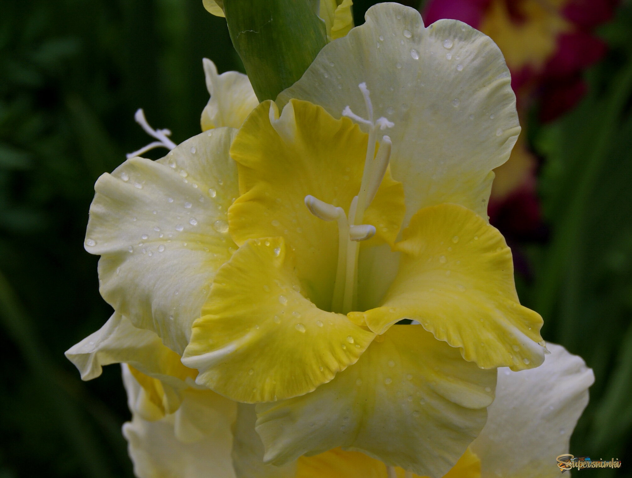 В каплях дождя.