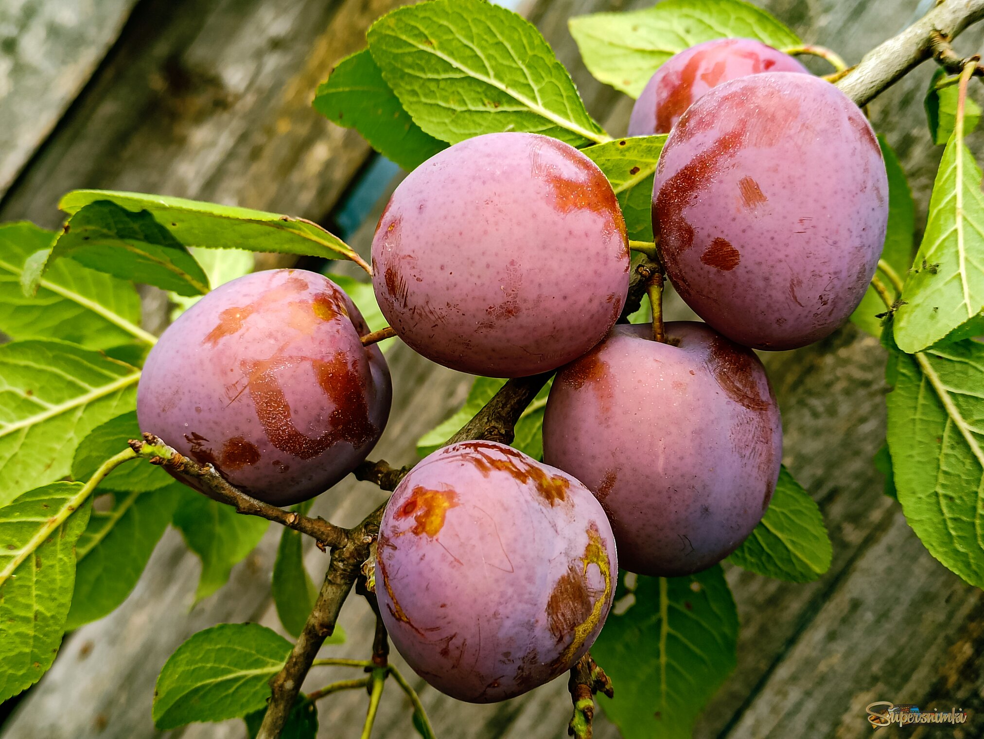 Дары августа 