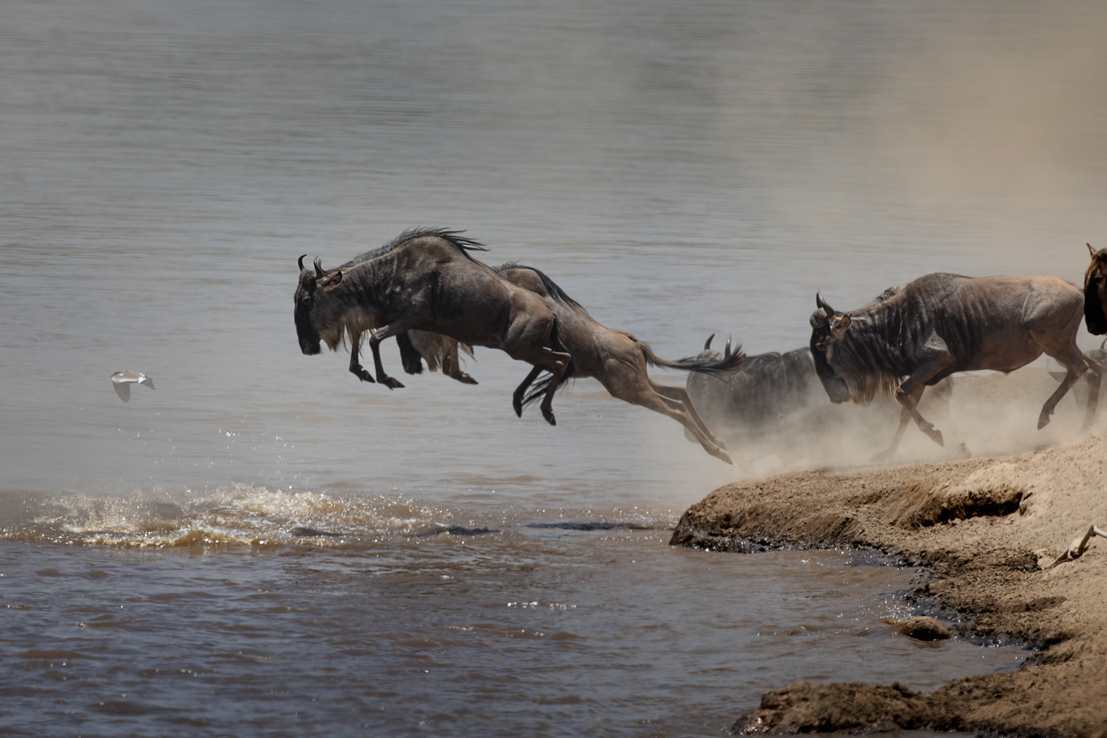 Большая миграция