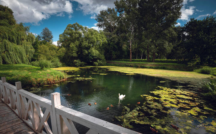 Старый пруд