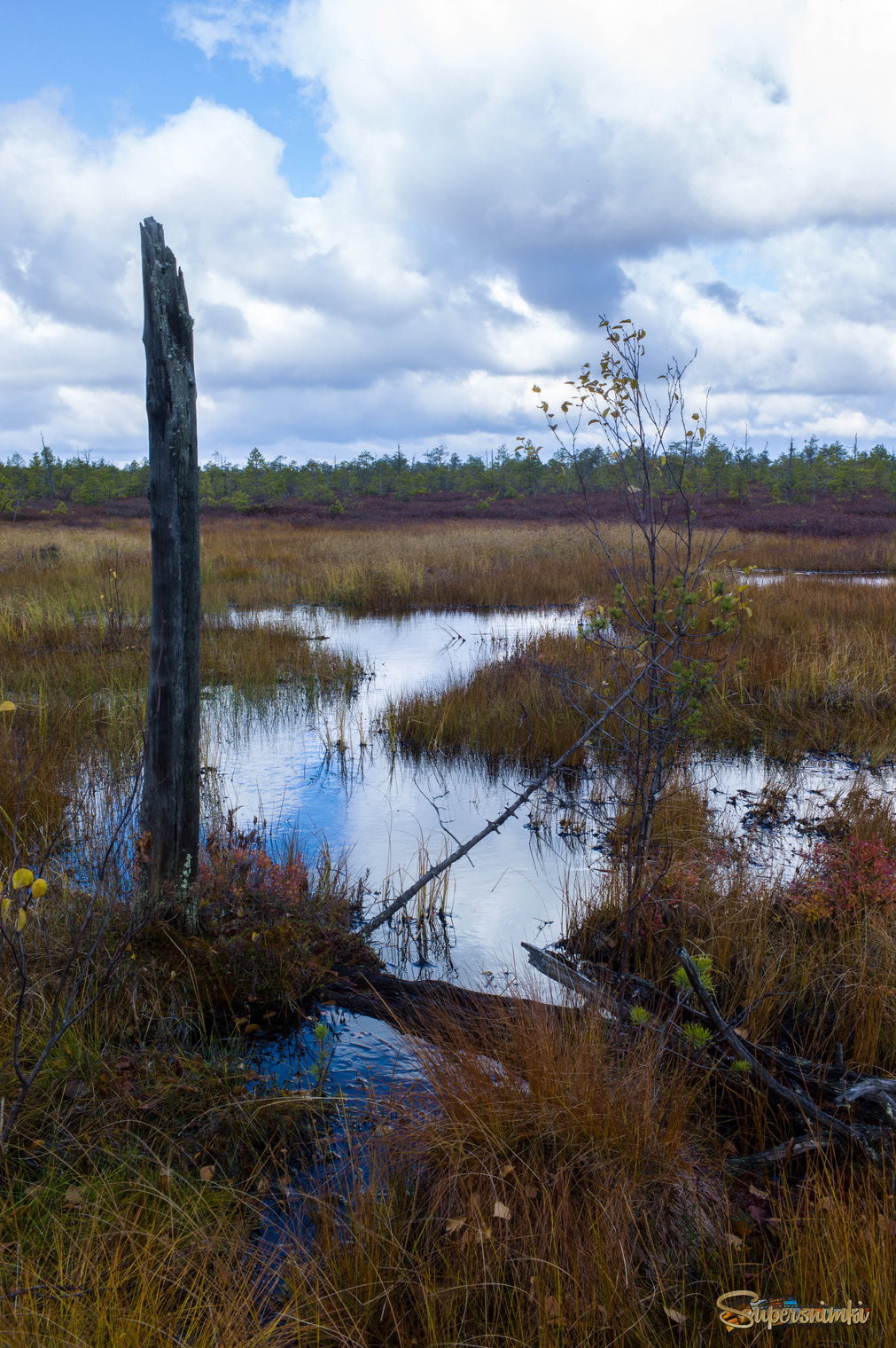 Большое Васюганское болото***